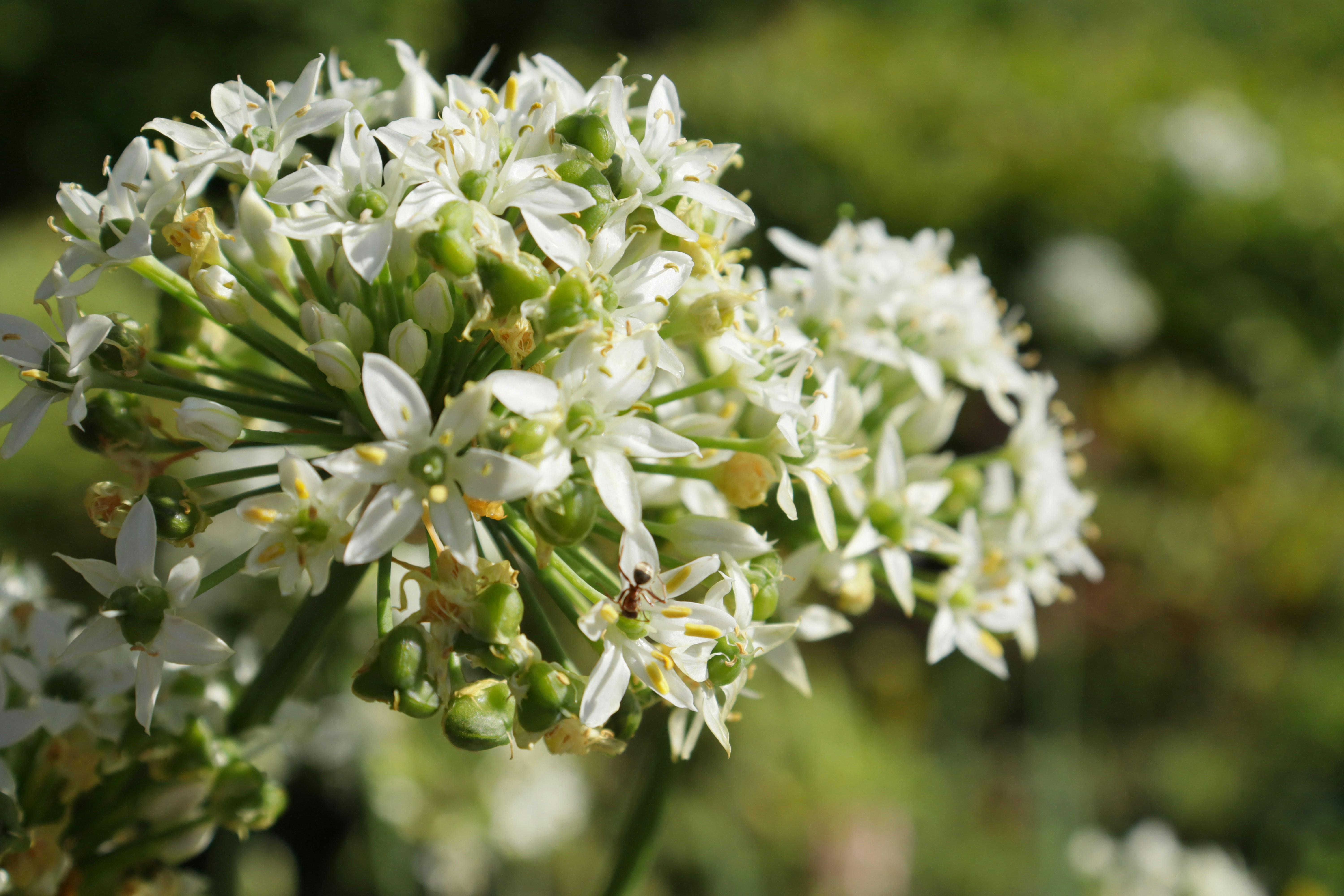 Photo by bored_mongoose