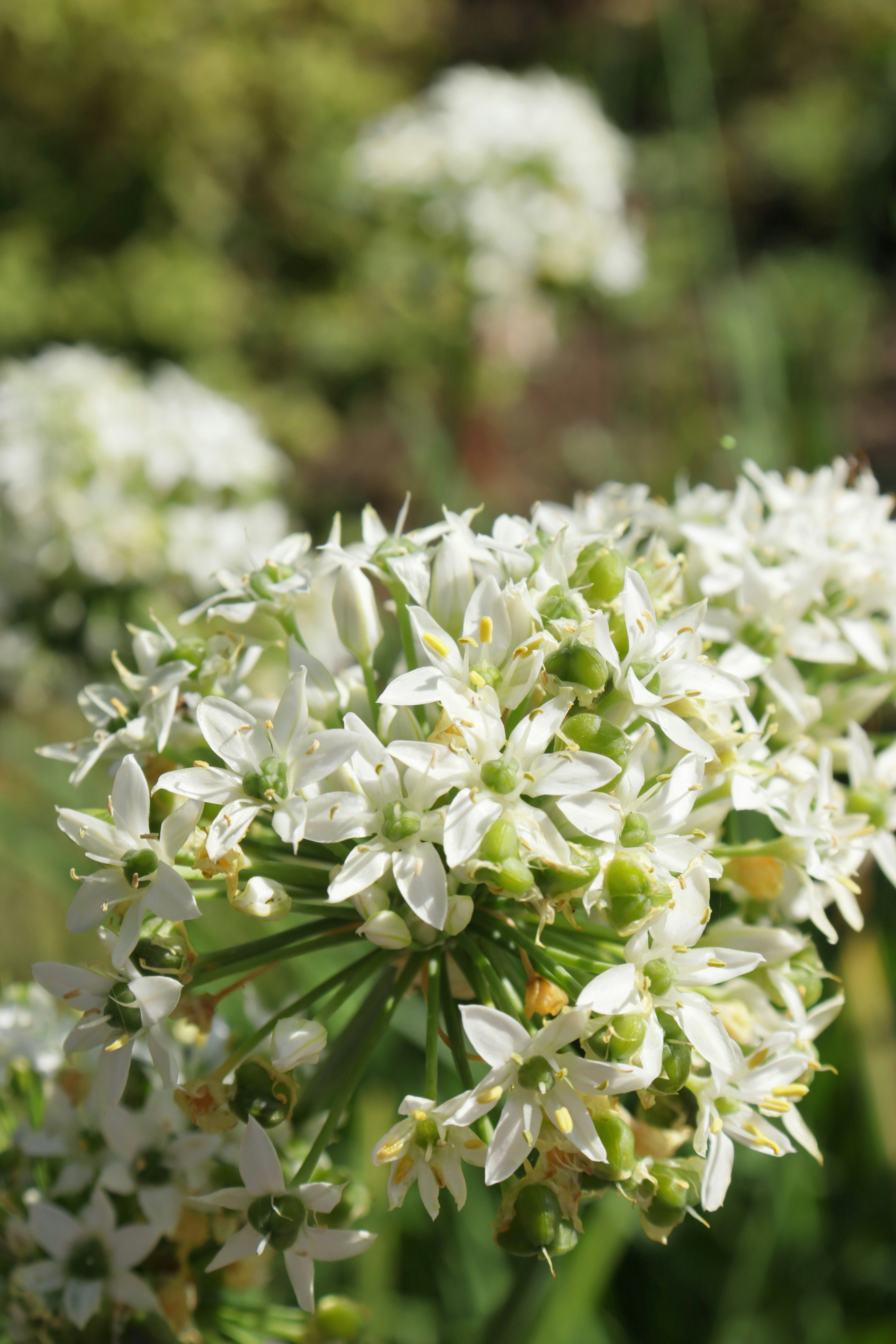 Photo by bored_mongoose