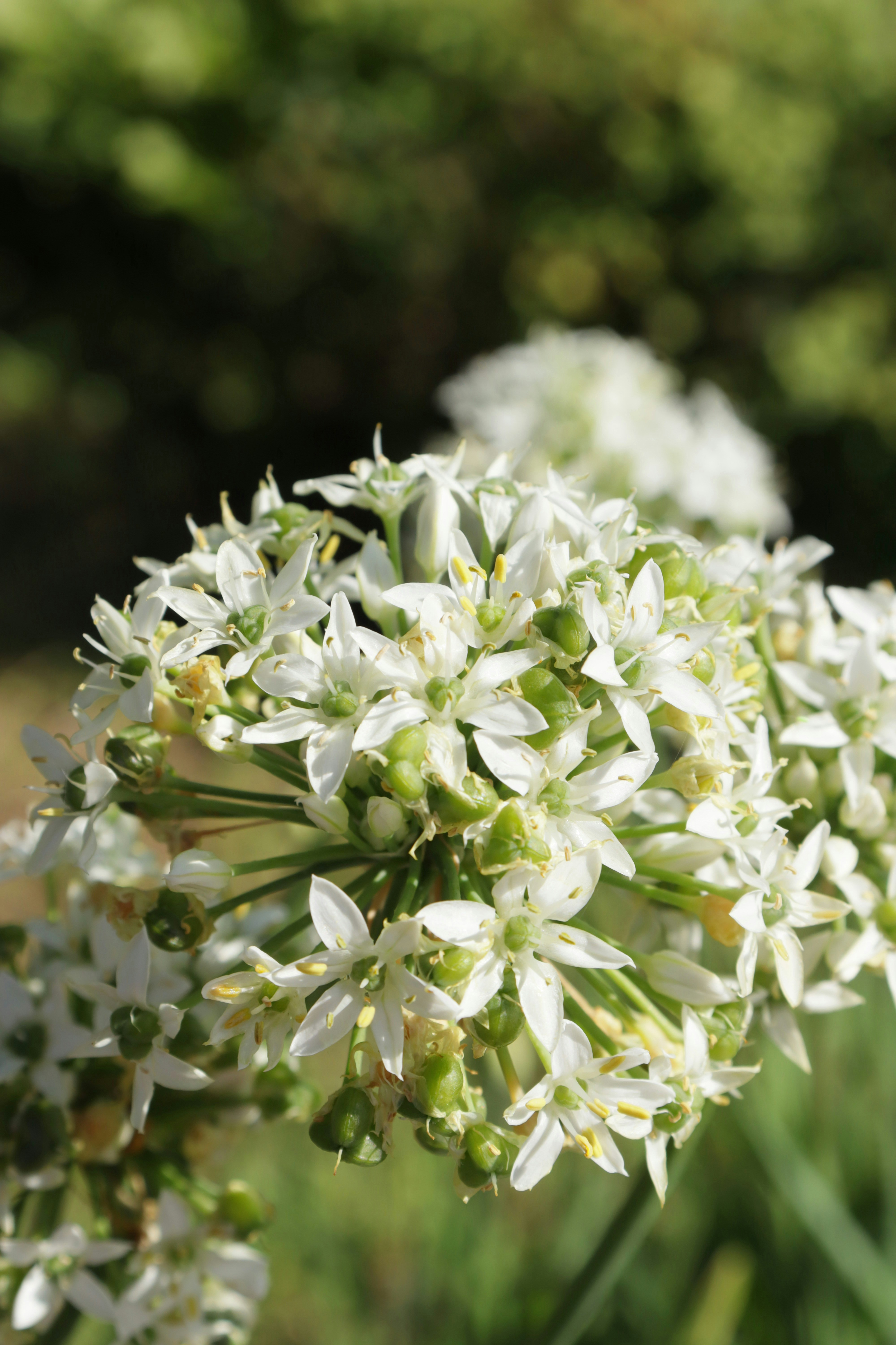 Photo by bored_mongoose