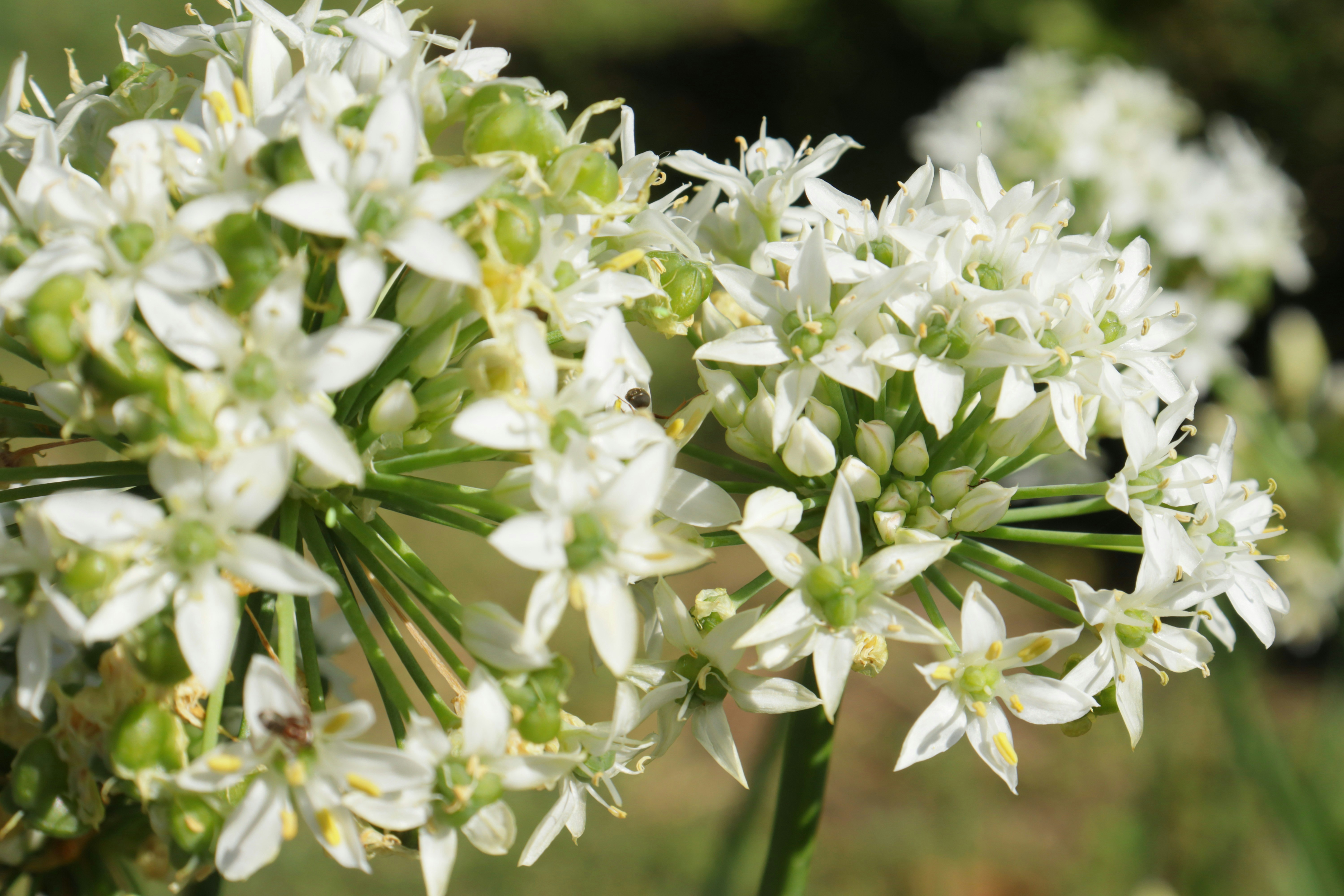 Photo by bored_mongoose