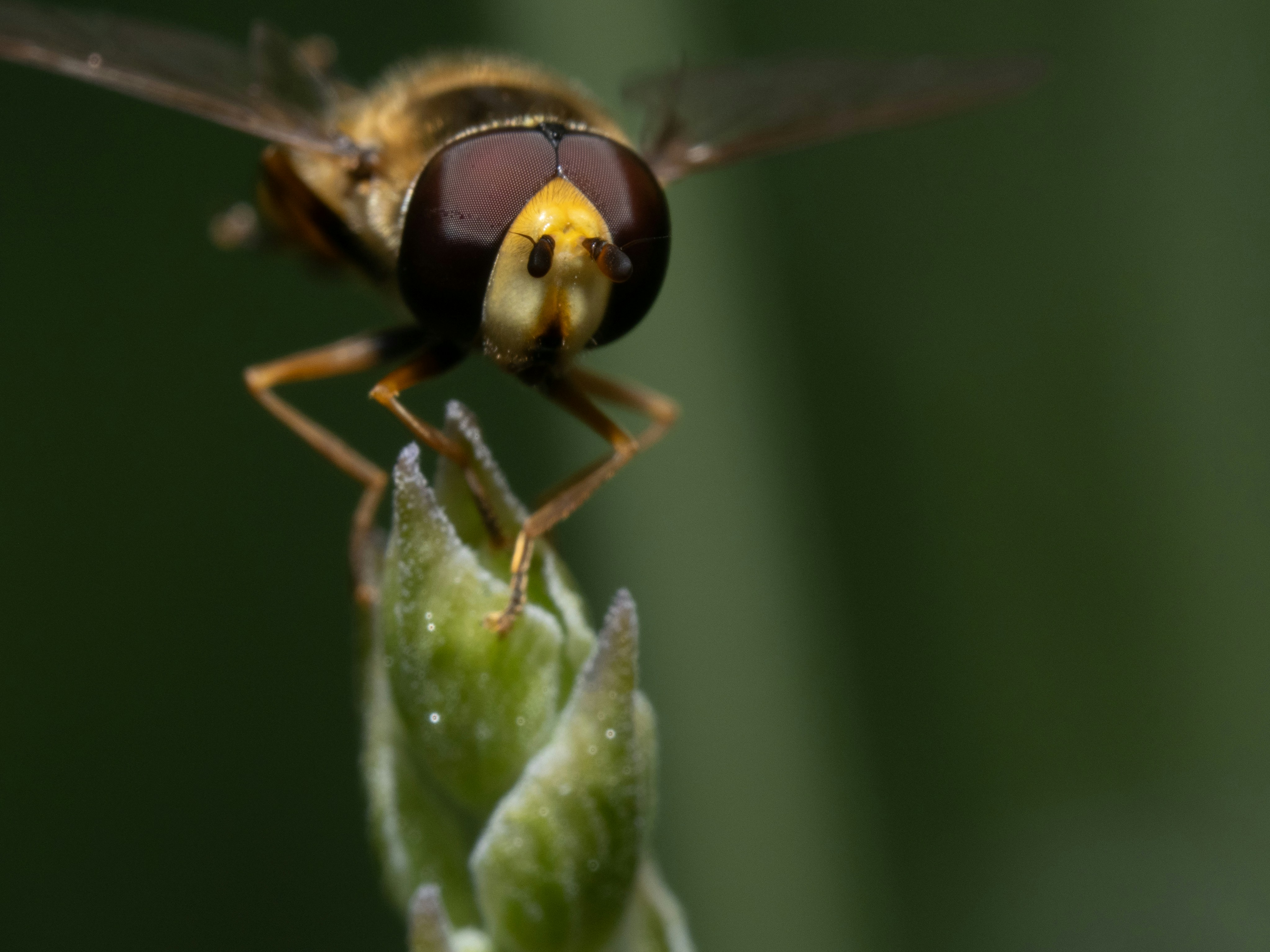 Photo by haydee_macro_photography