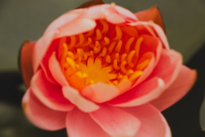 Close-up of a pink water lily blooming