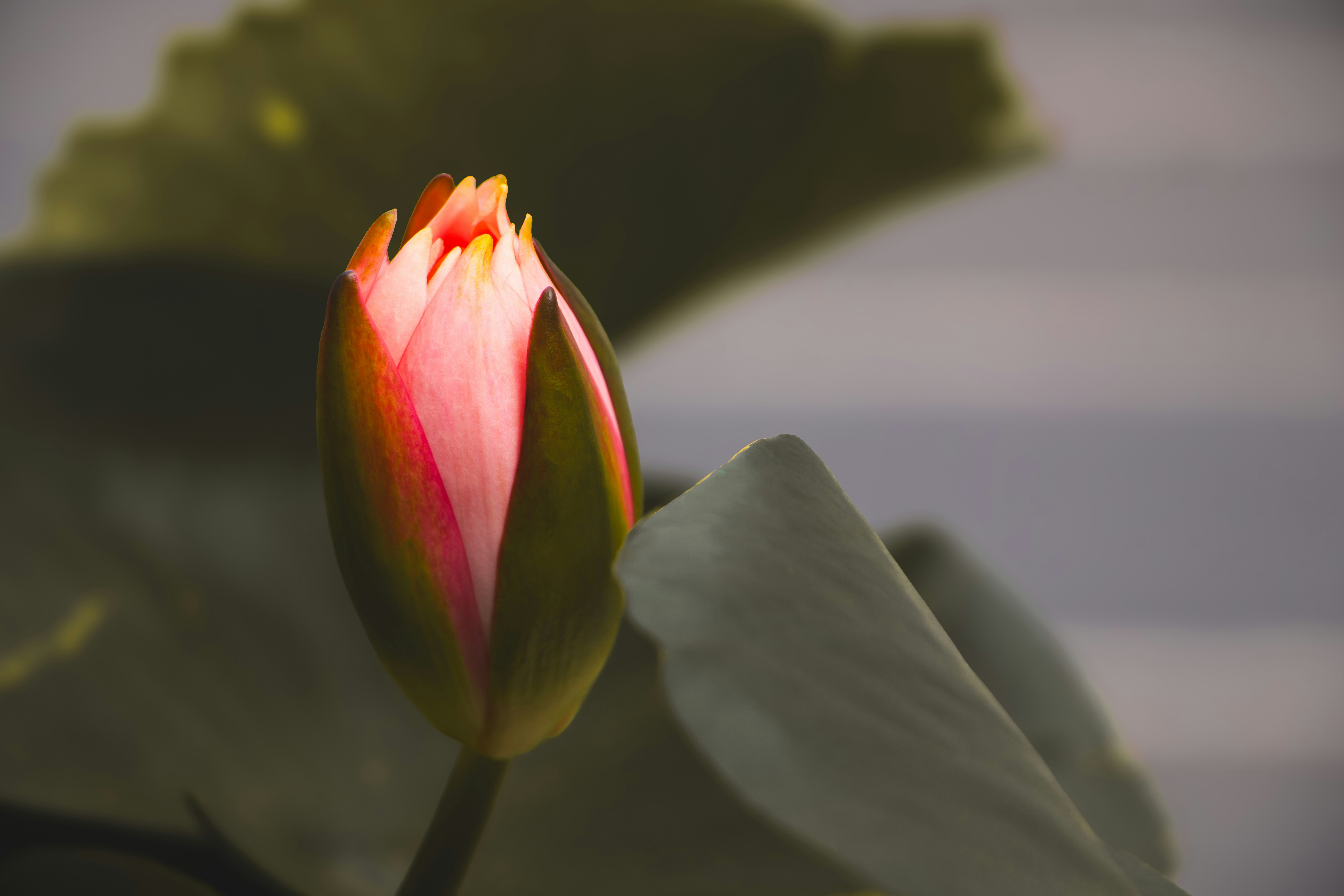 Photo by iamprakasam