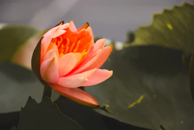 蓮の花 - 精神的な象徴