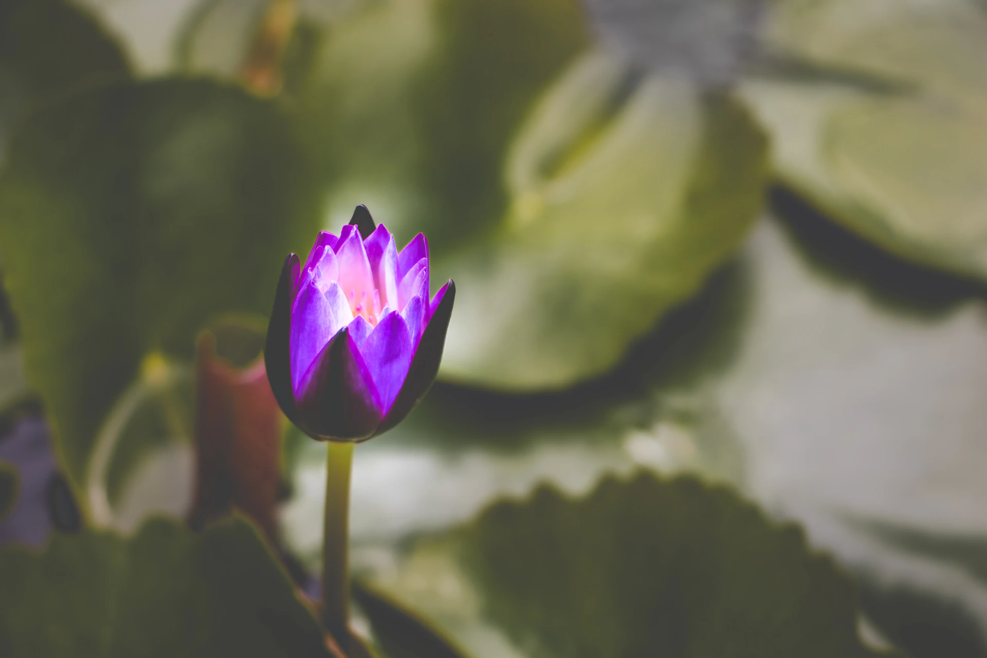 A purple lotus flower bud begins to open.