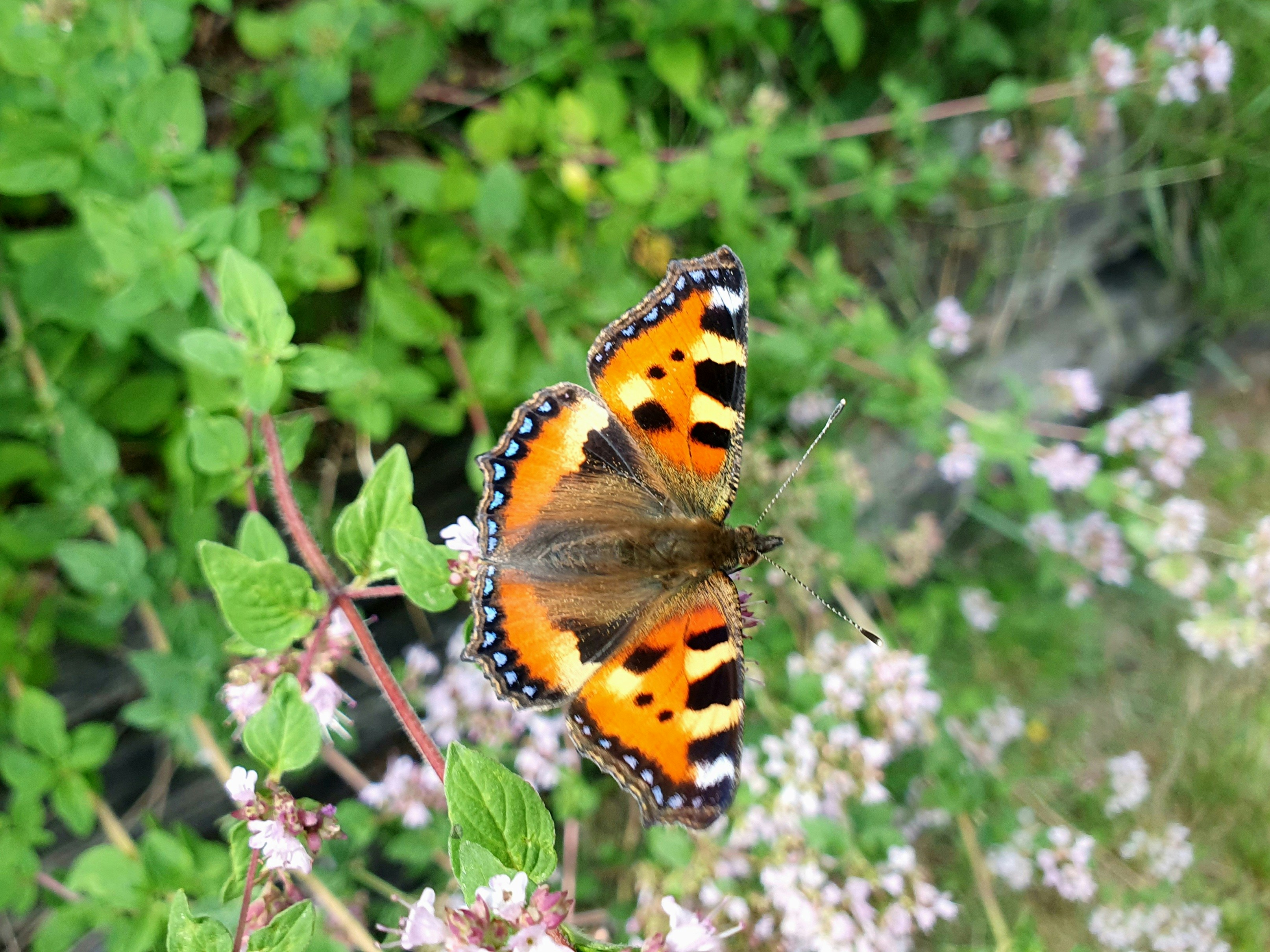 Photo by arcturiankimona