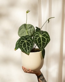 A hand holds a potted plant with large, veined leaves.