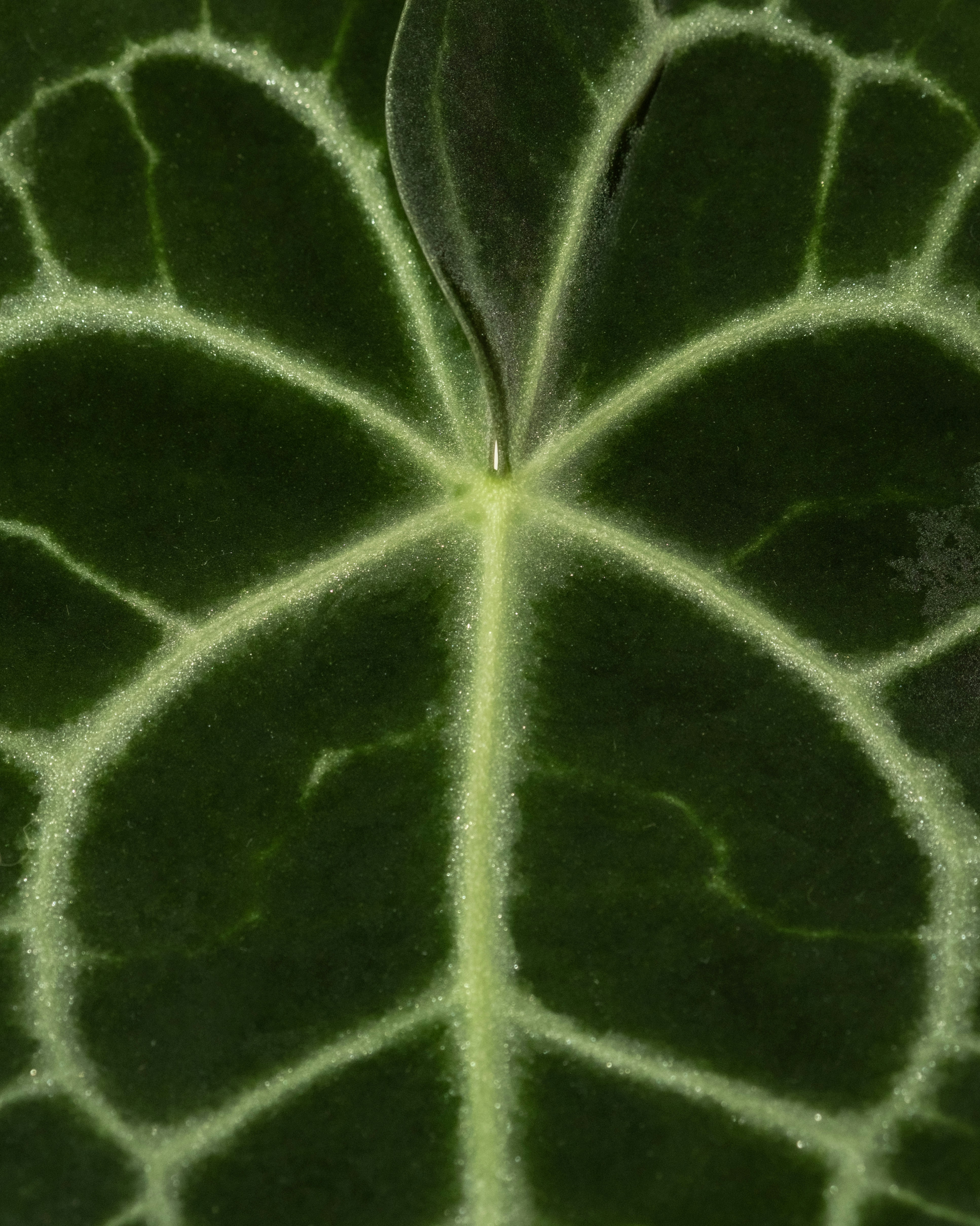 Close-up of a dark green leaf with light green veins.