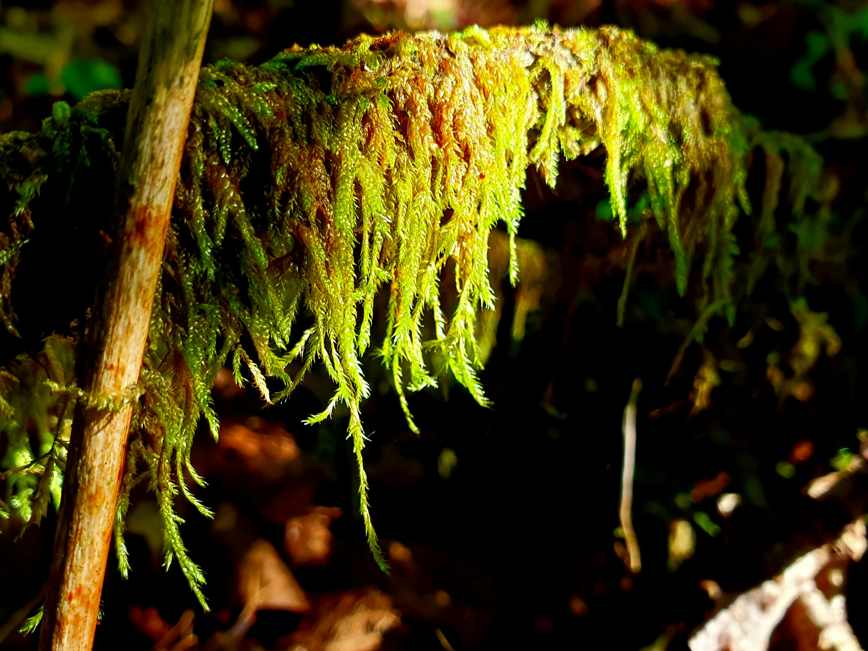 Photo by arcturiankimona