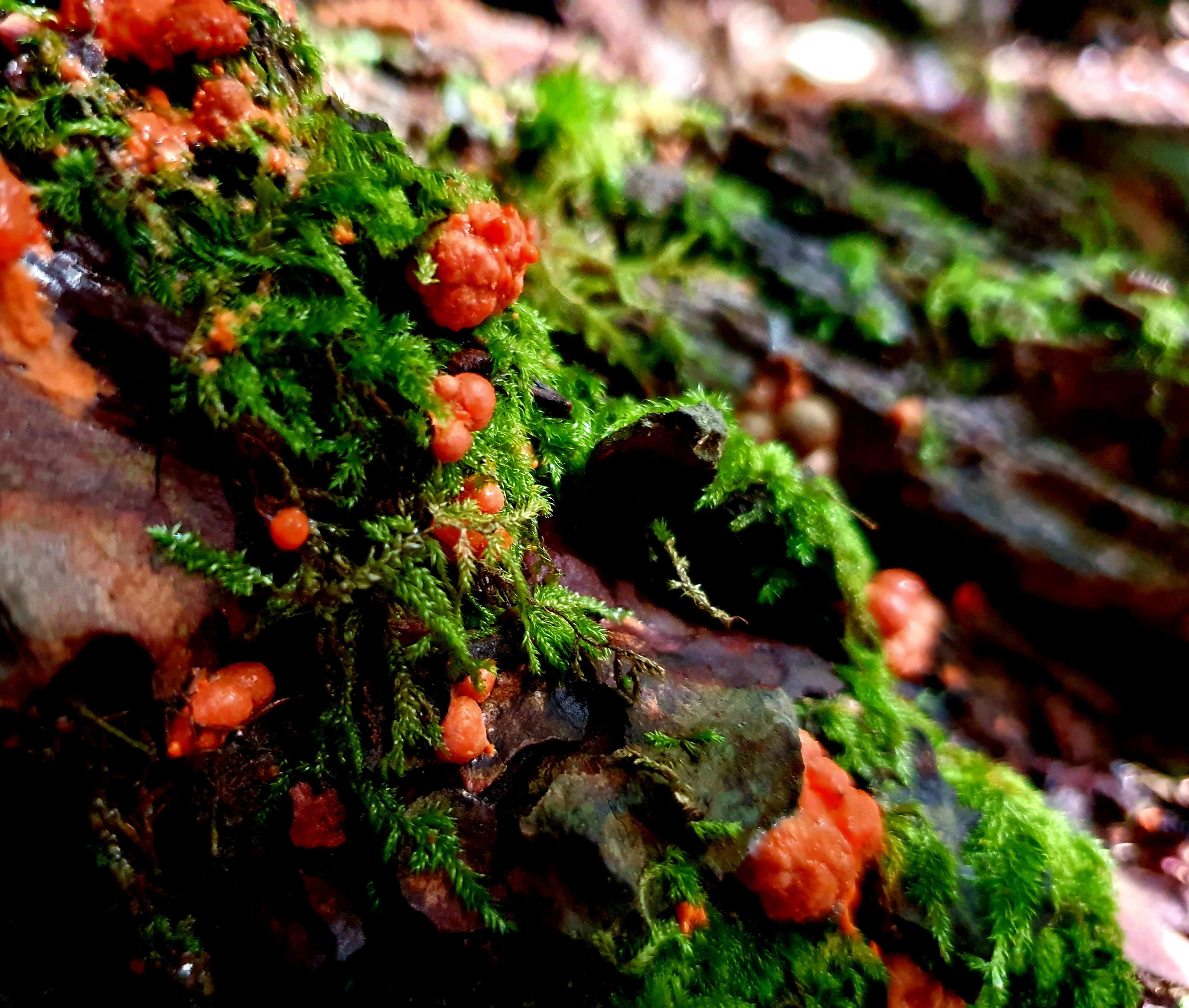 Photo by arcturiankimona