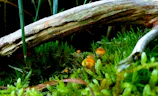 A small snake slithers through green moss near a log.