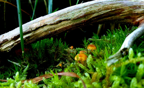 A small snake slithers through green moss near a log.