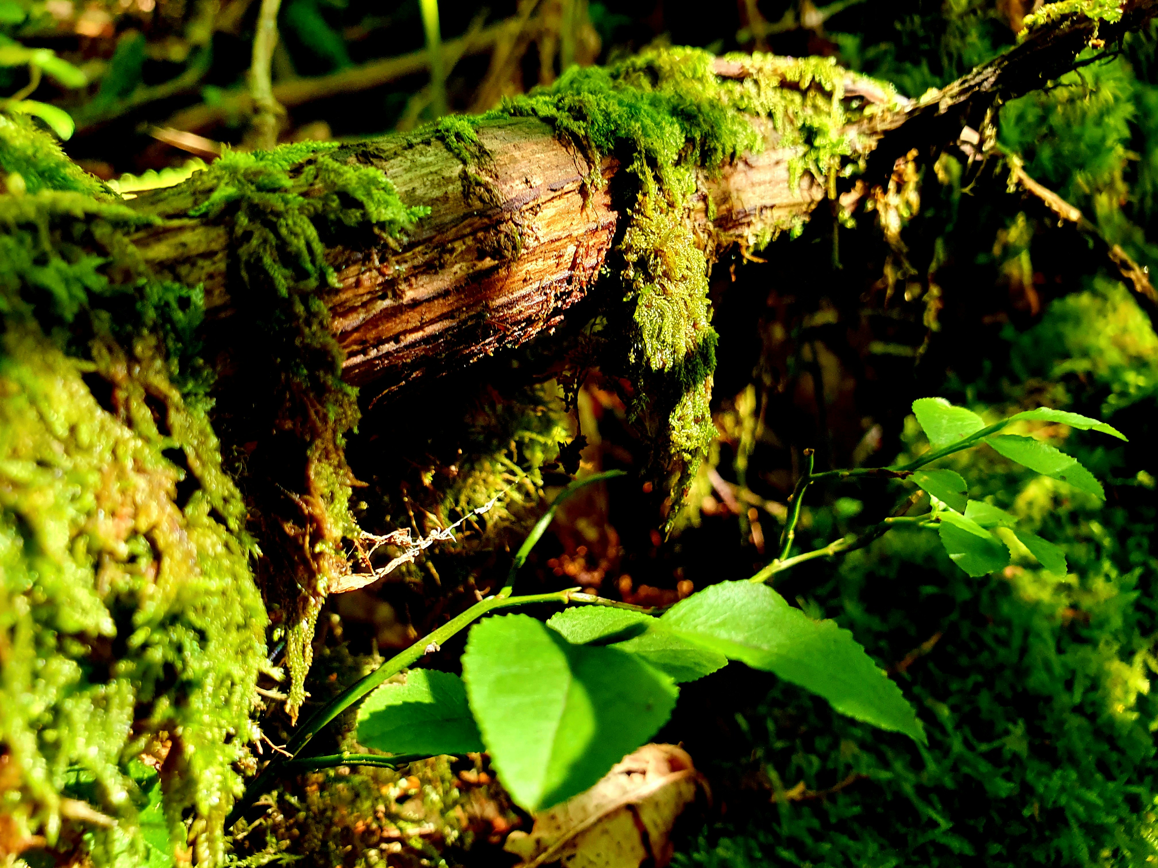 Photo by arcturiankimona