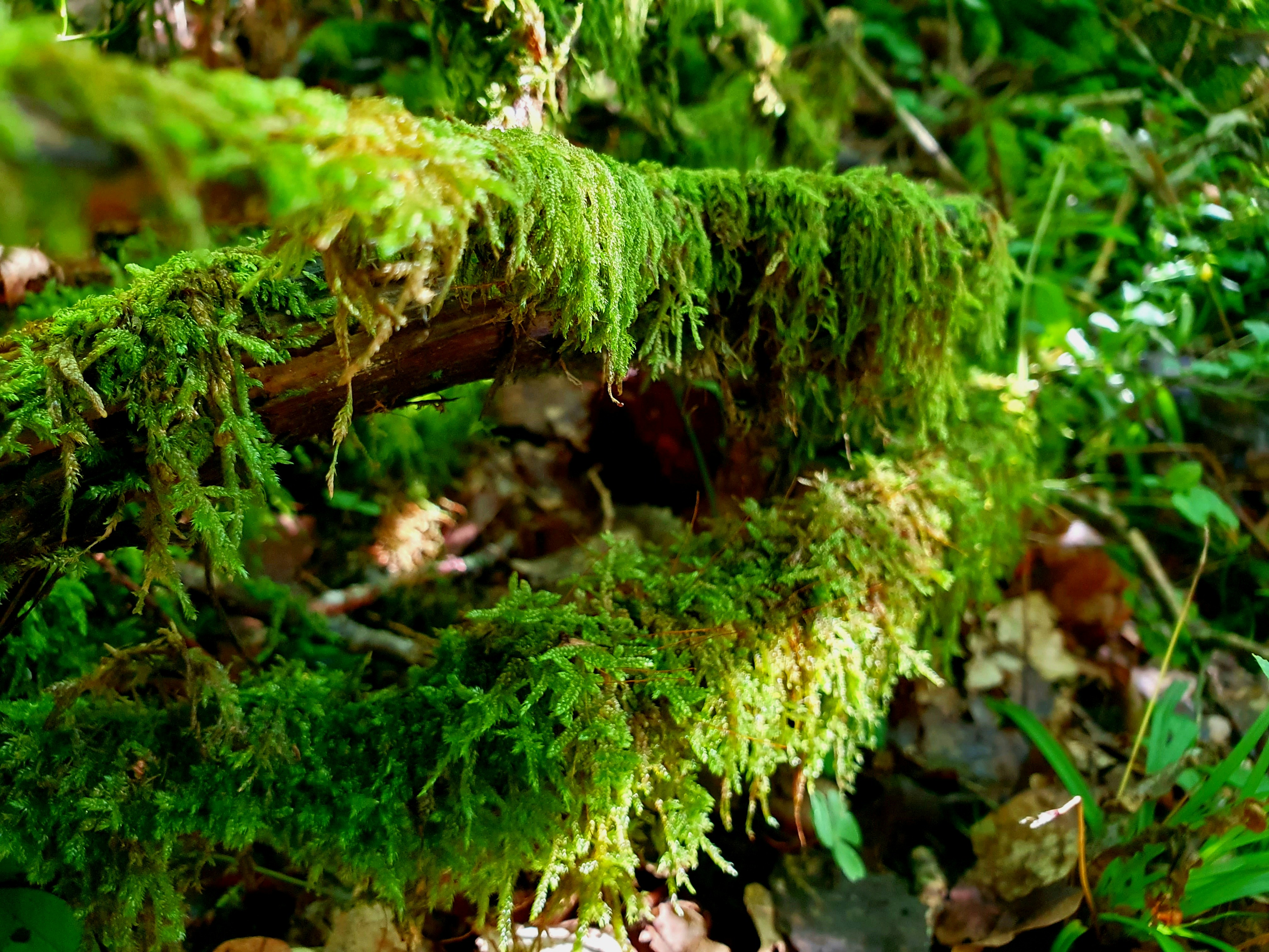 Photo by arcturiankimona