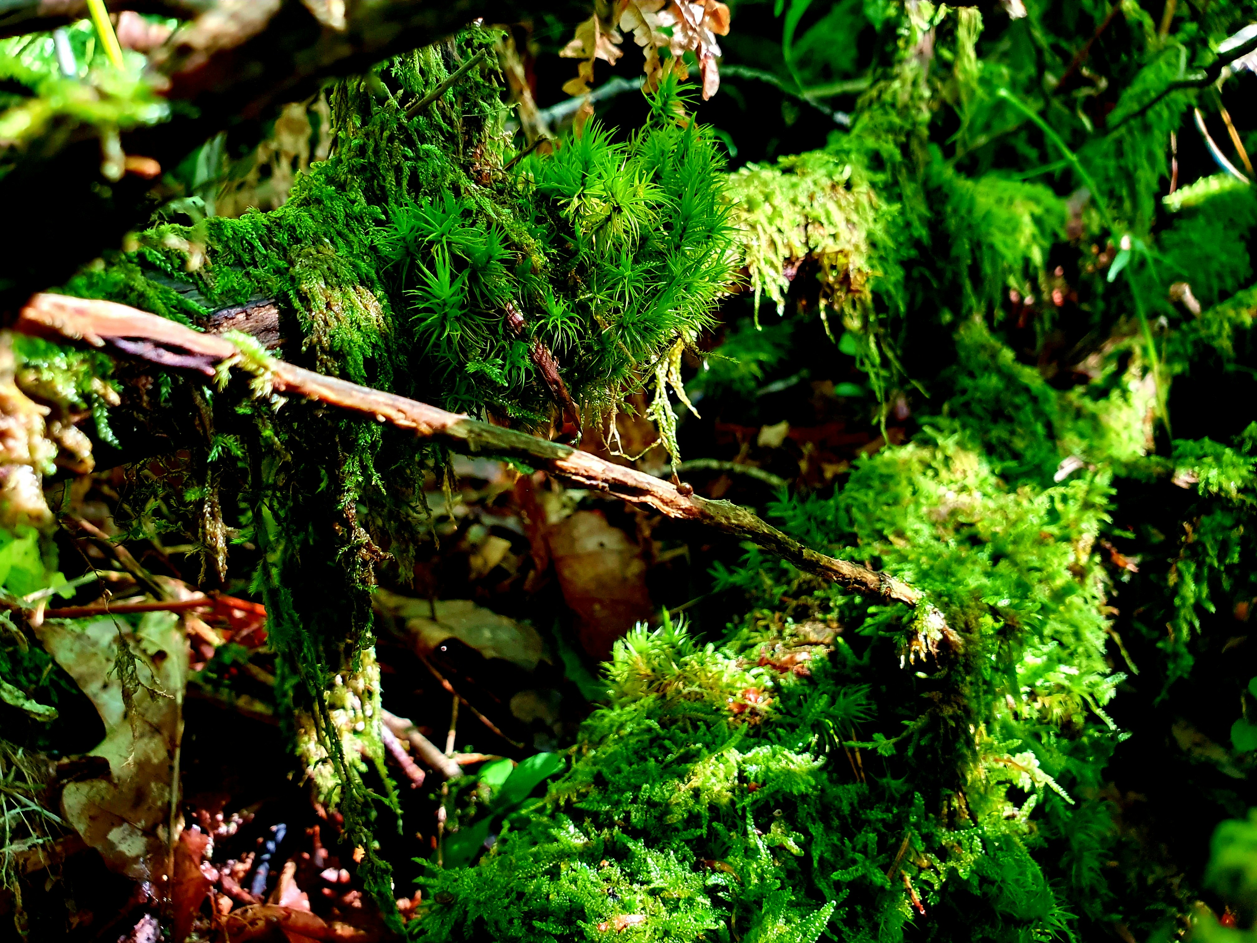 Photo by arcturiankimona