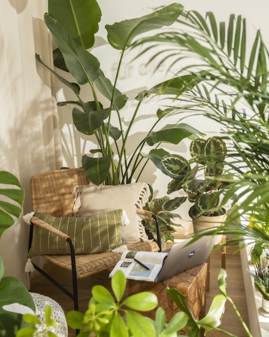 Chair with plants, laptop, and books in a bright room.