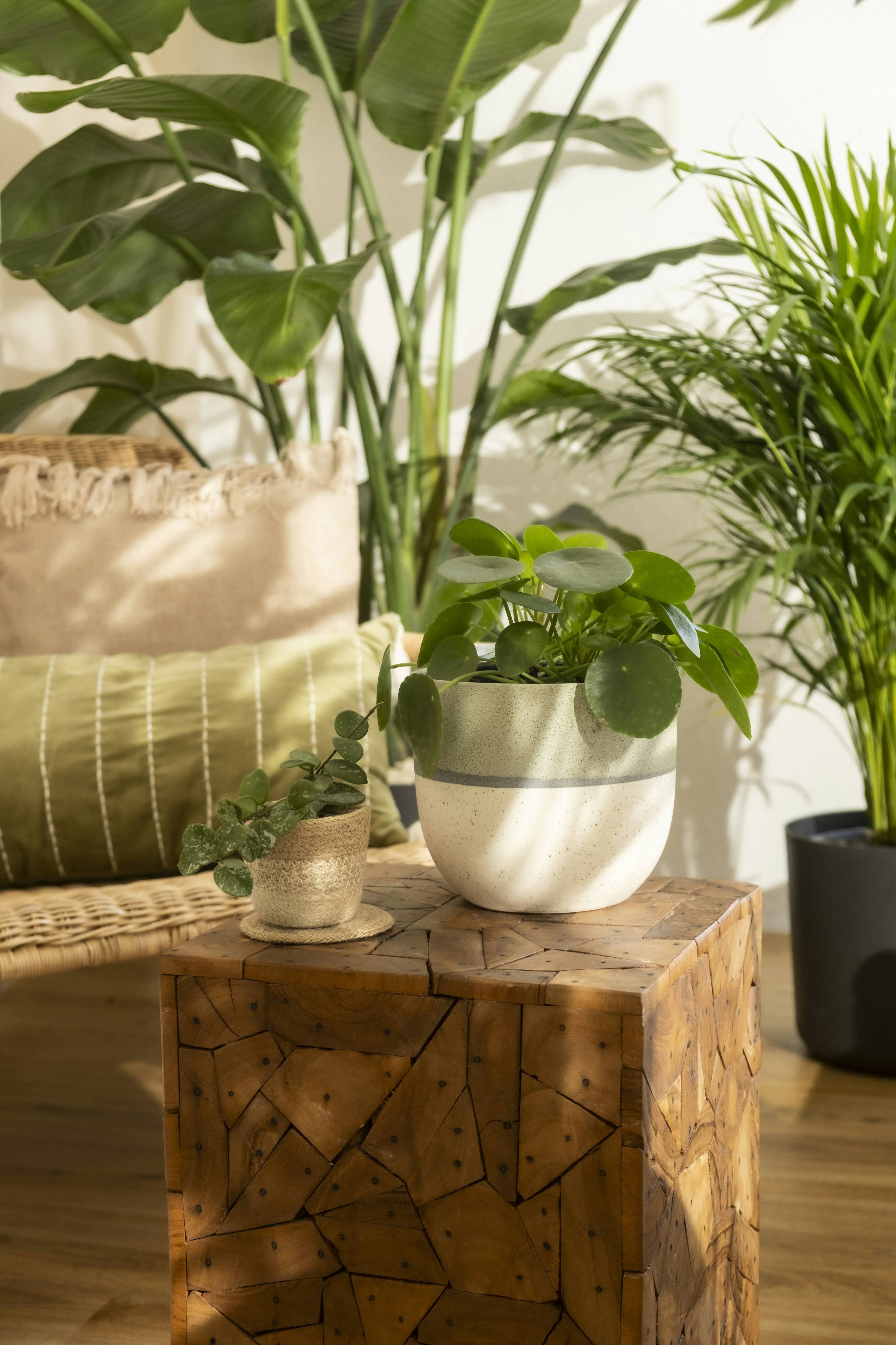 Photo by feeypflanzen