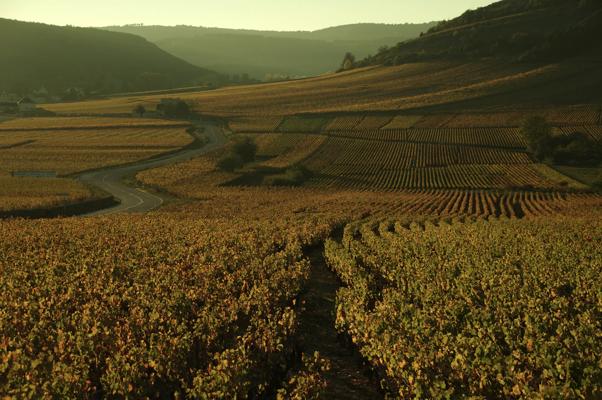 Burgundy vineyards in France