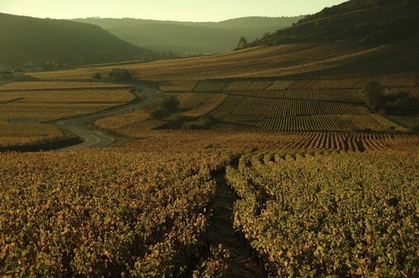 Burgundy vineyard at sunset