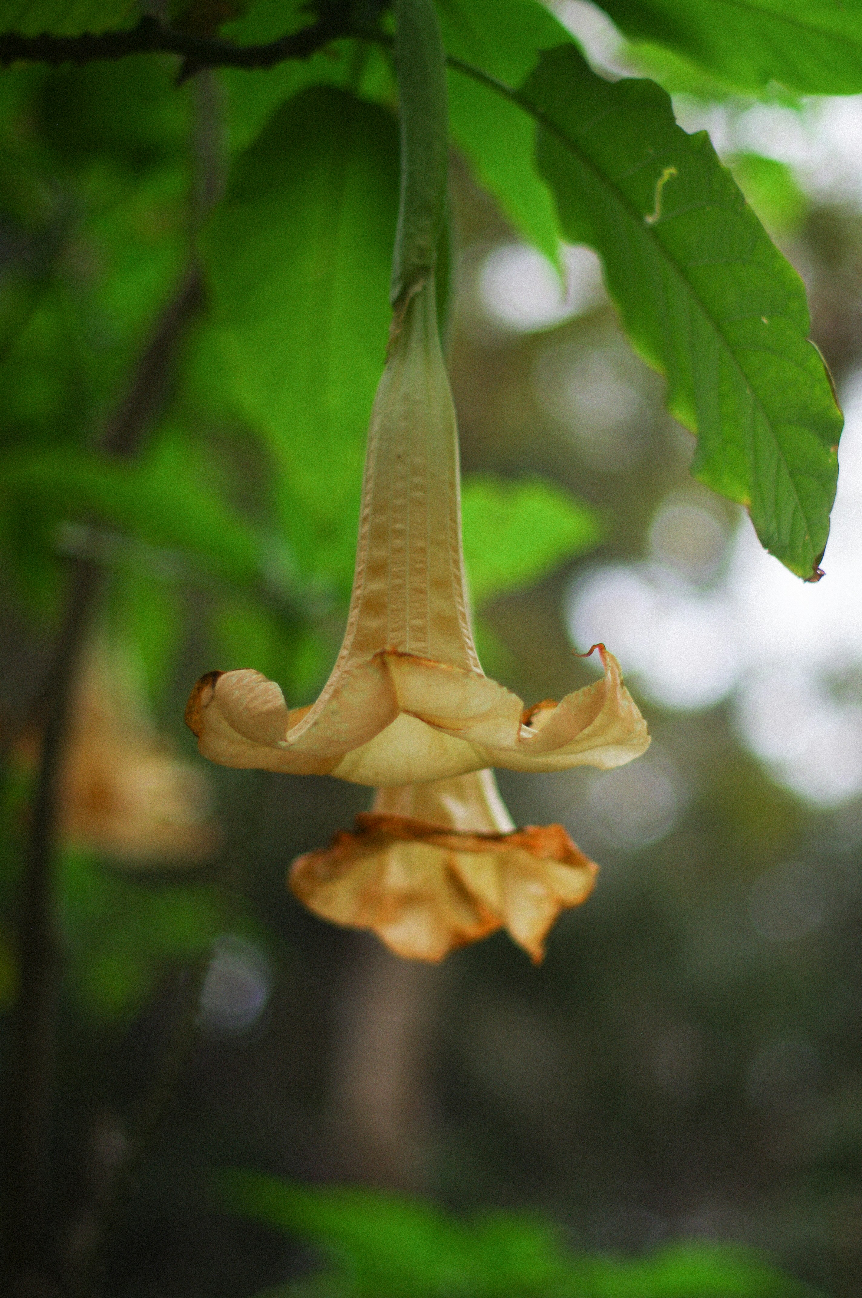 A delicate bell-shaped flower hangs from a branch.