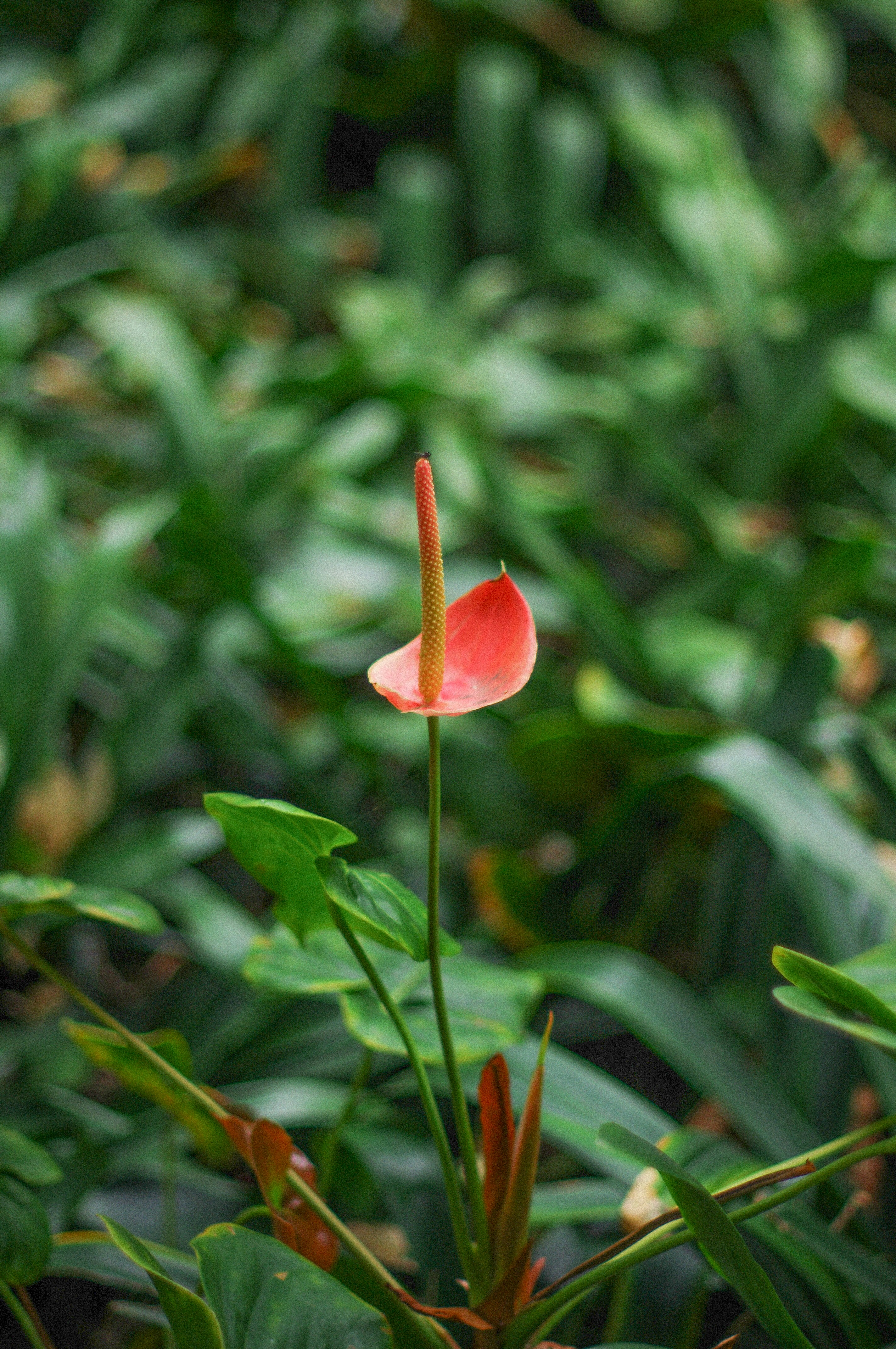 A single red anthurium flower with green foliage.