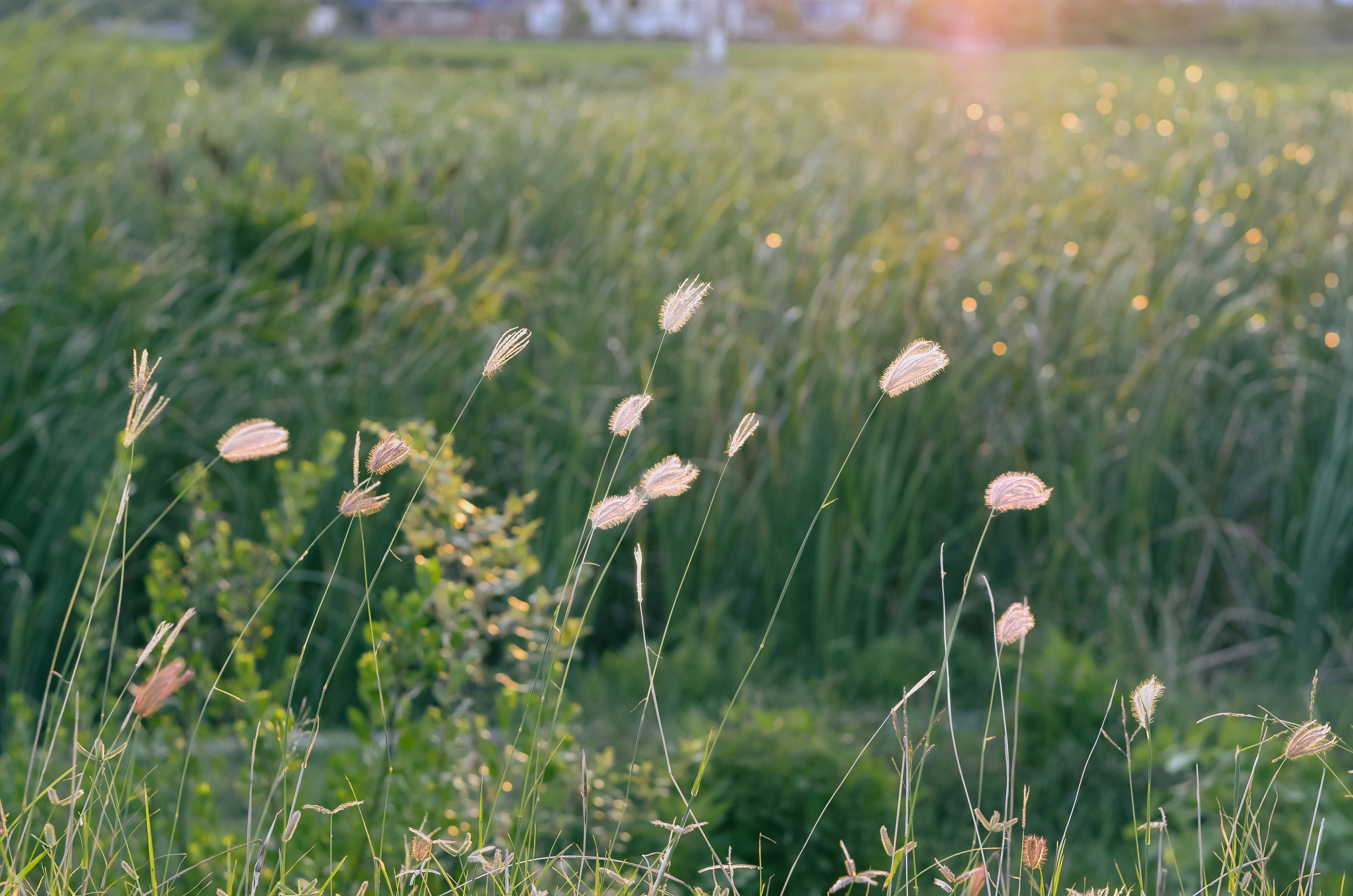 Photo by potatonorim