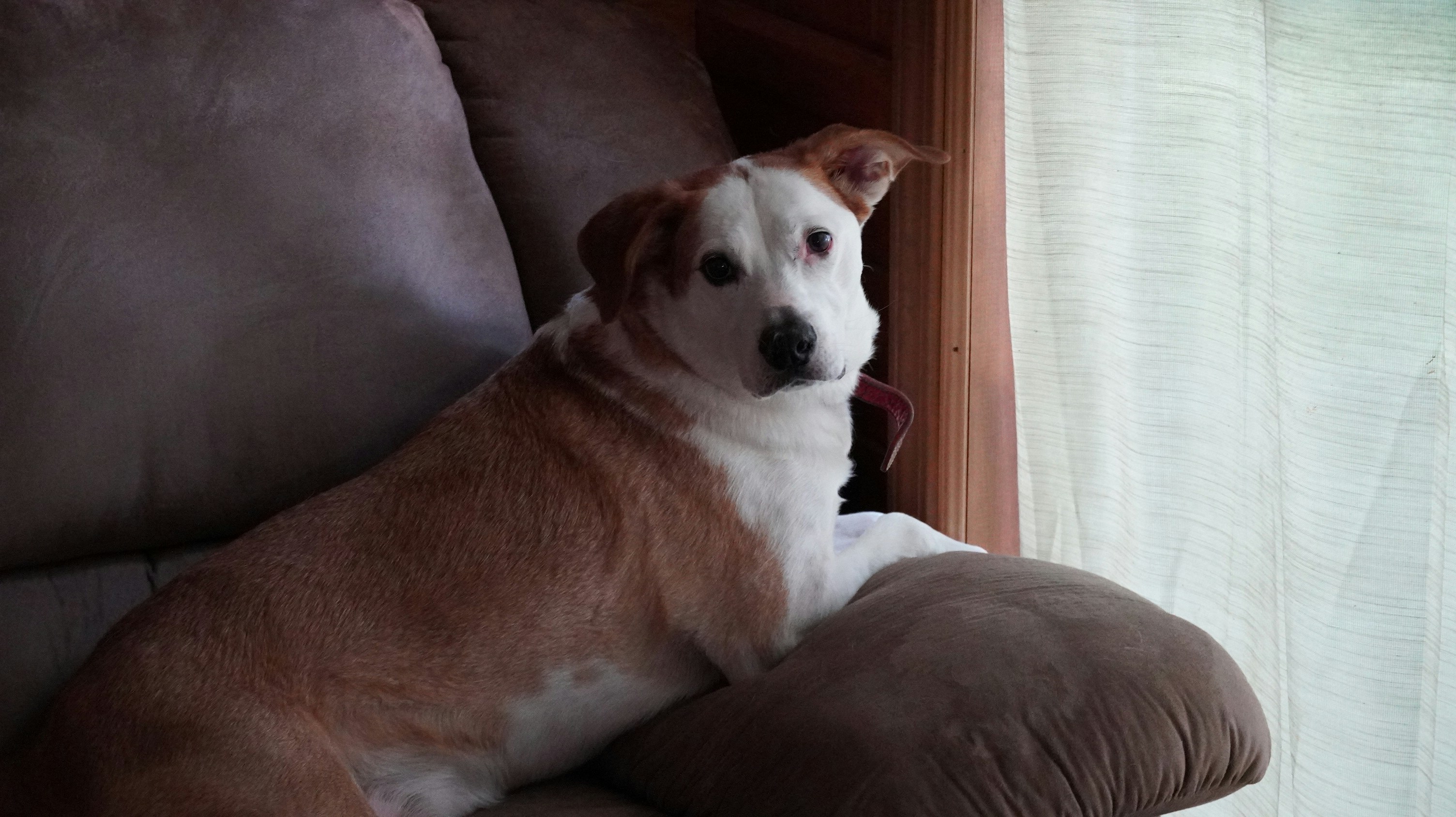 A small dog rests on a brown couch.