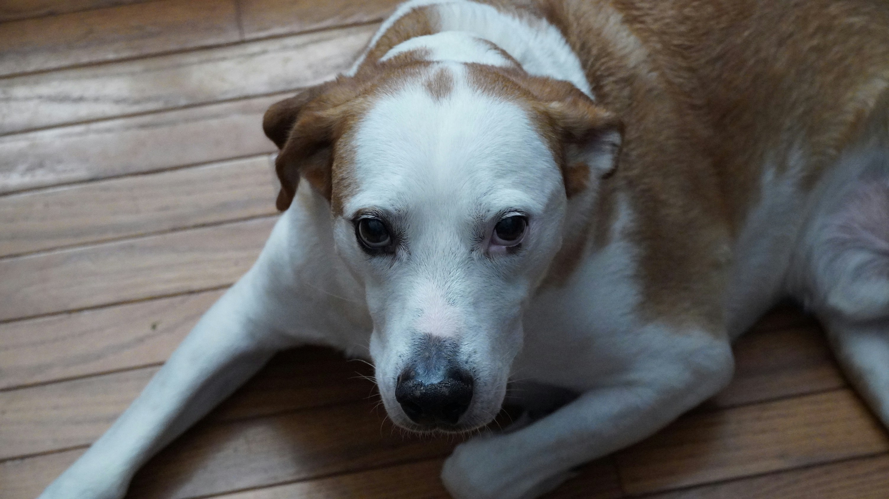 A scared dog lies on a wooden floor