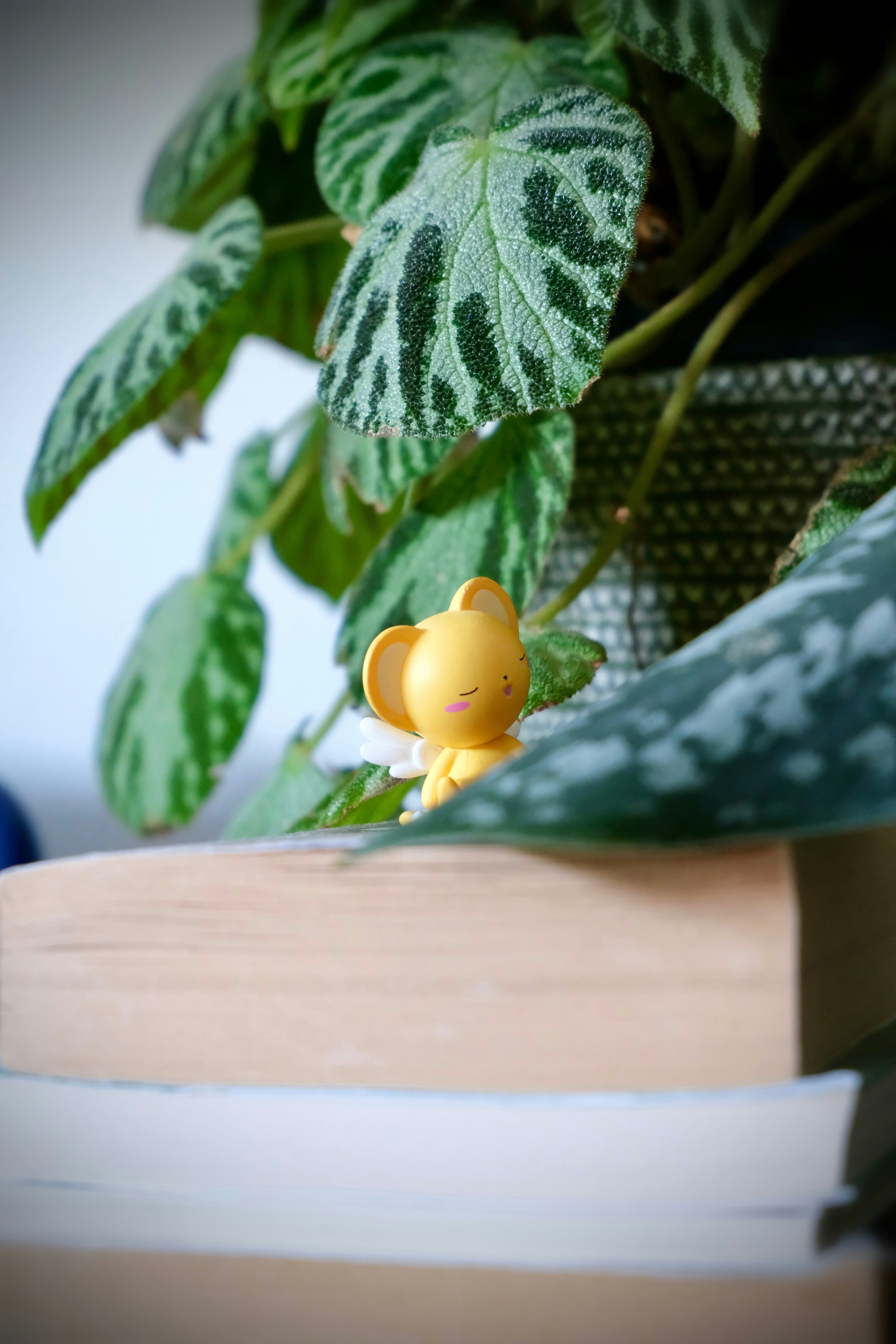 Planta verde con un pequeño capullo de flor amarillo.