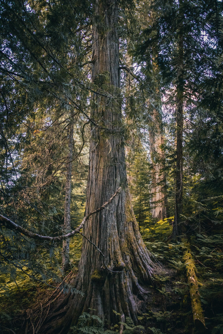 Cedar forest in the Wyoming high plains at dusk