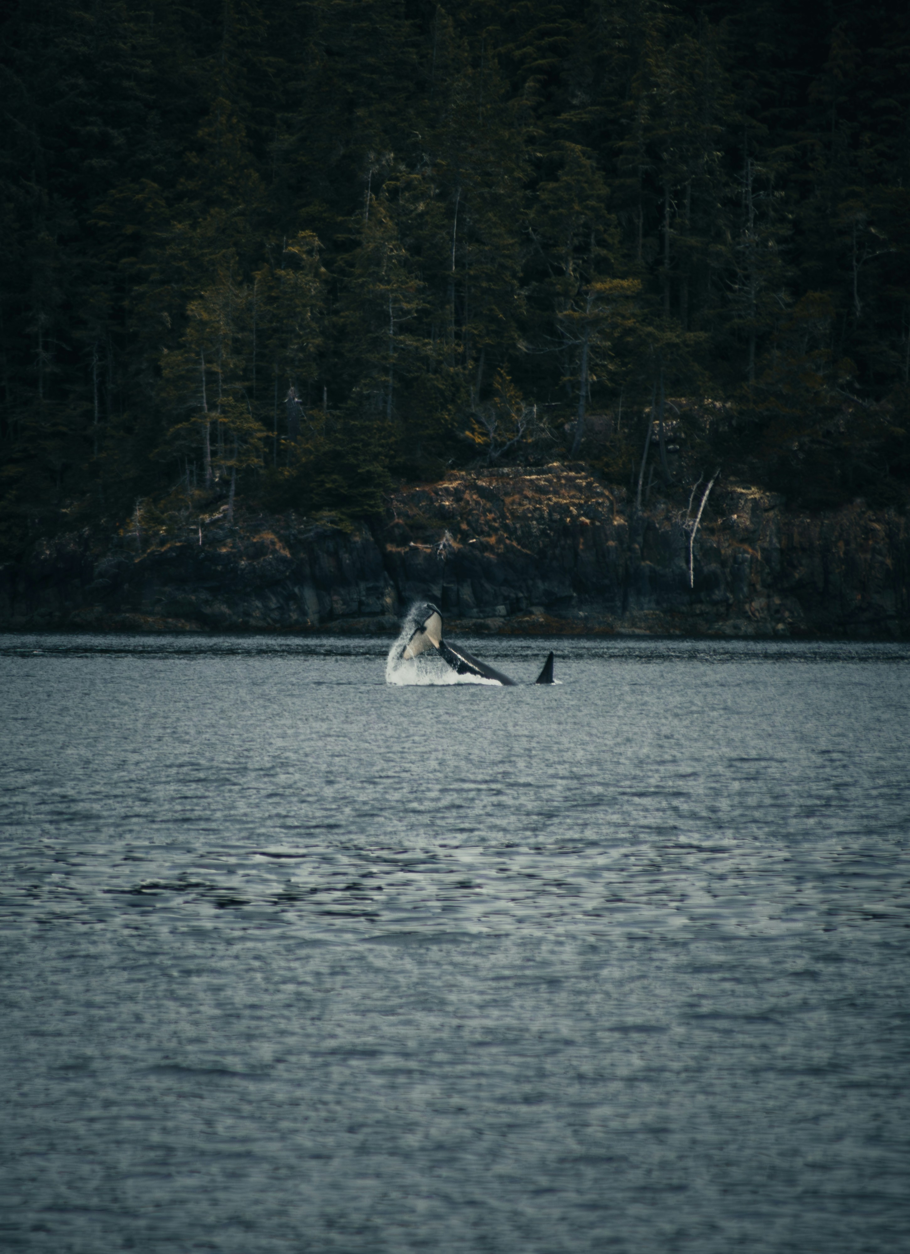 Orca berenang di air biru tua dekat hutan