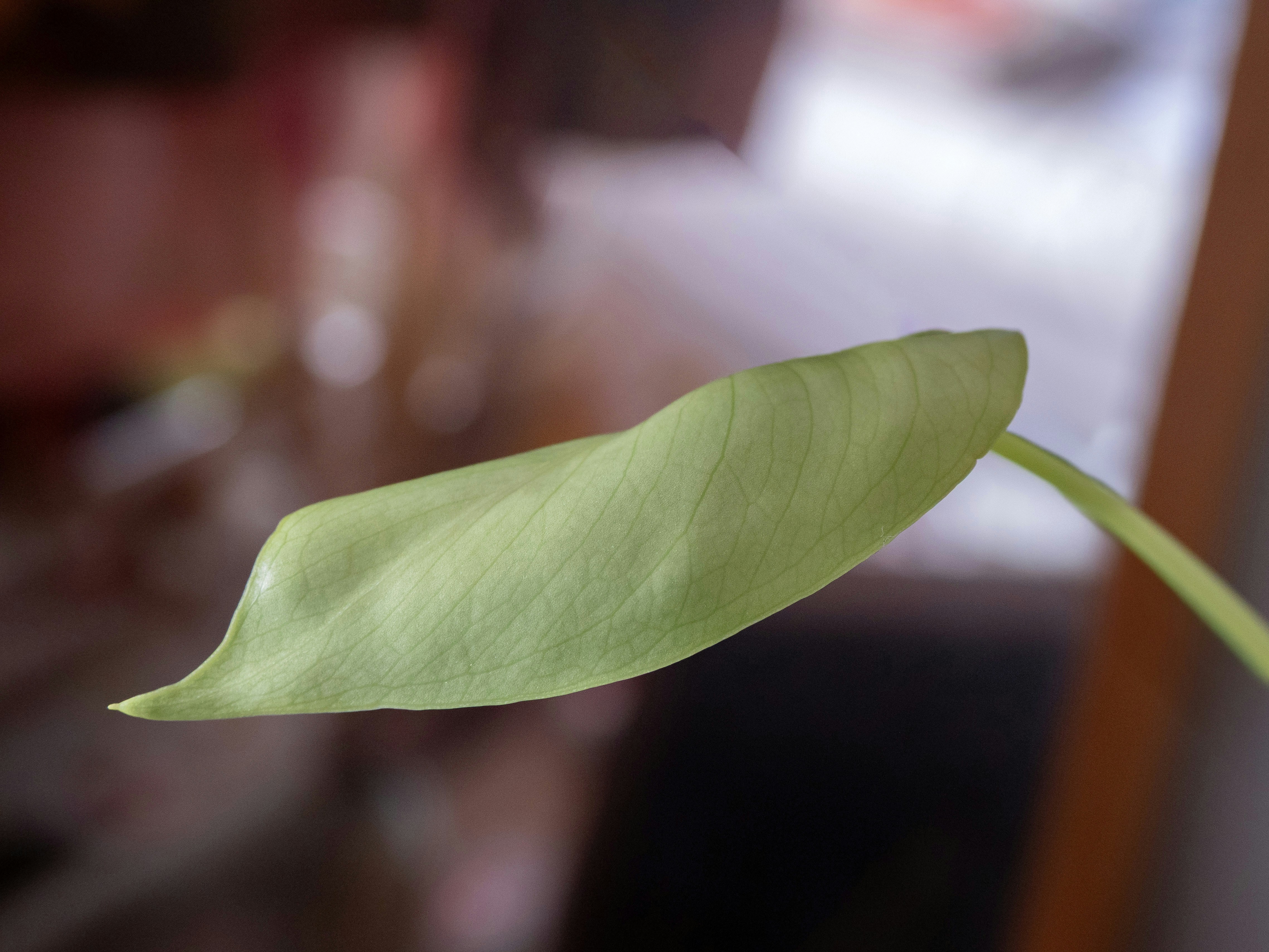 Photo by brett_jordan