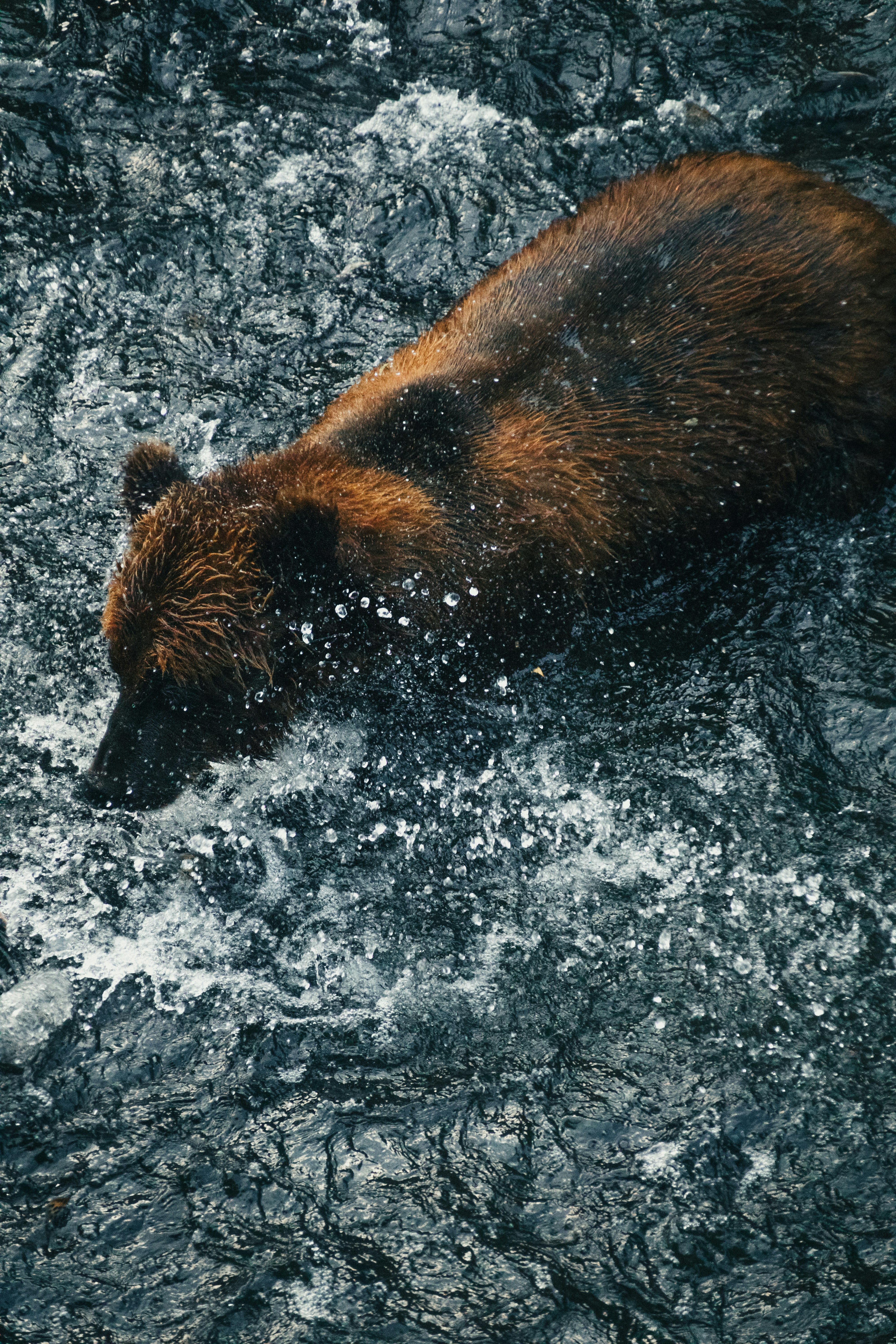 Brown bear fishing in a rushing river