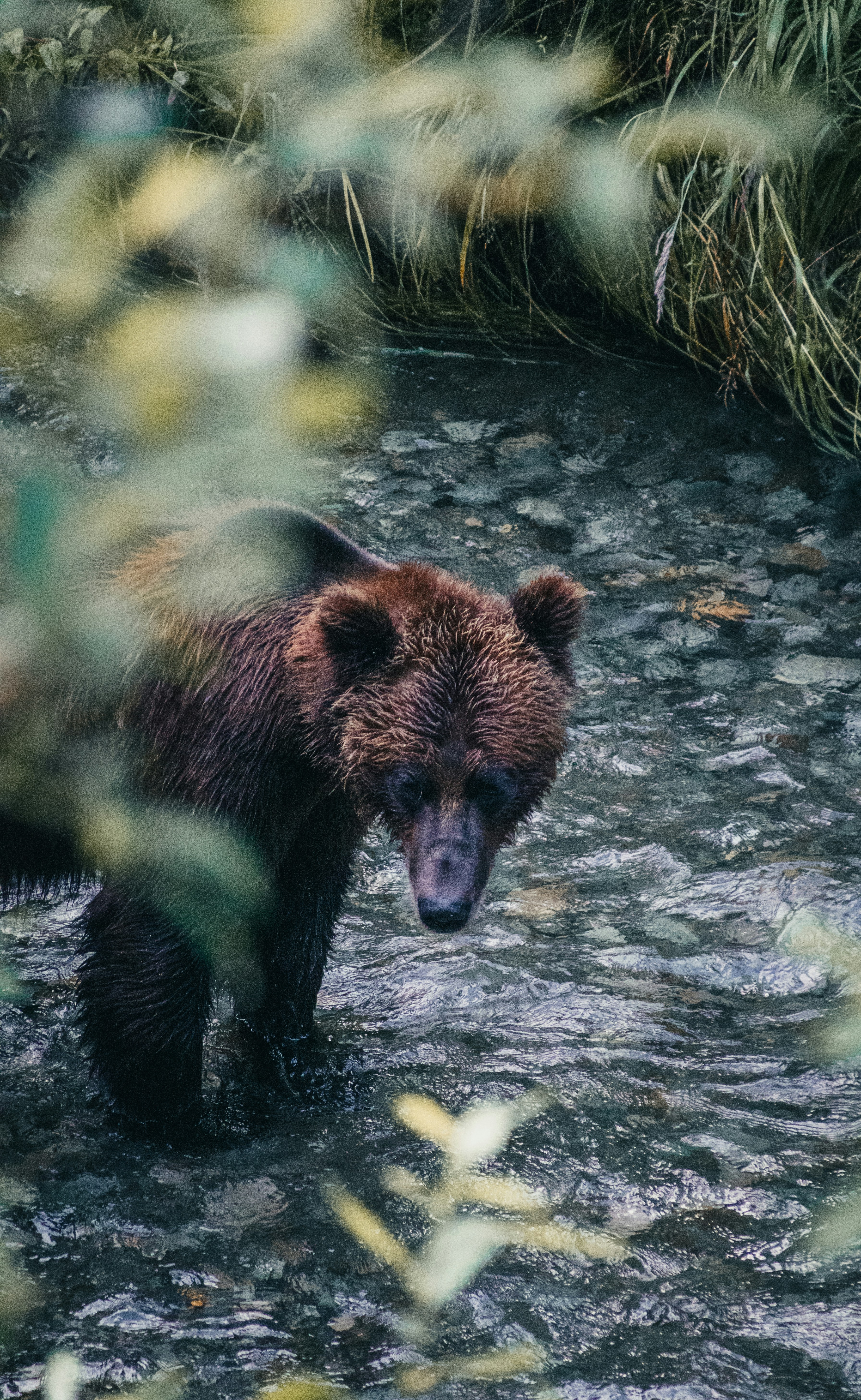 A brown bear stands in a shallow stream.