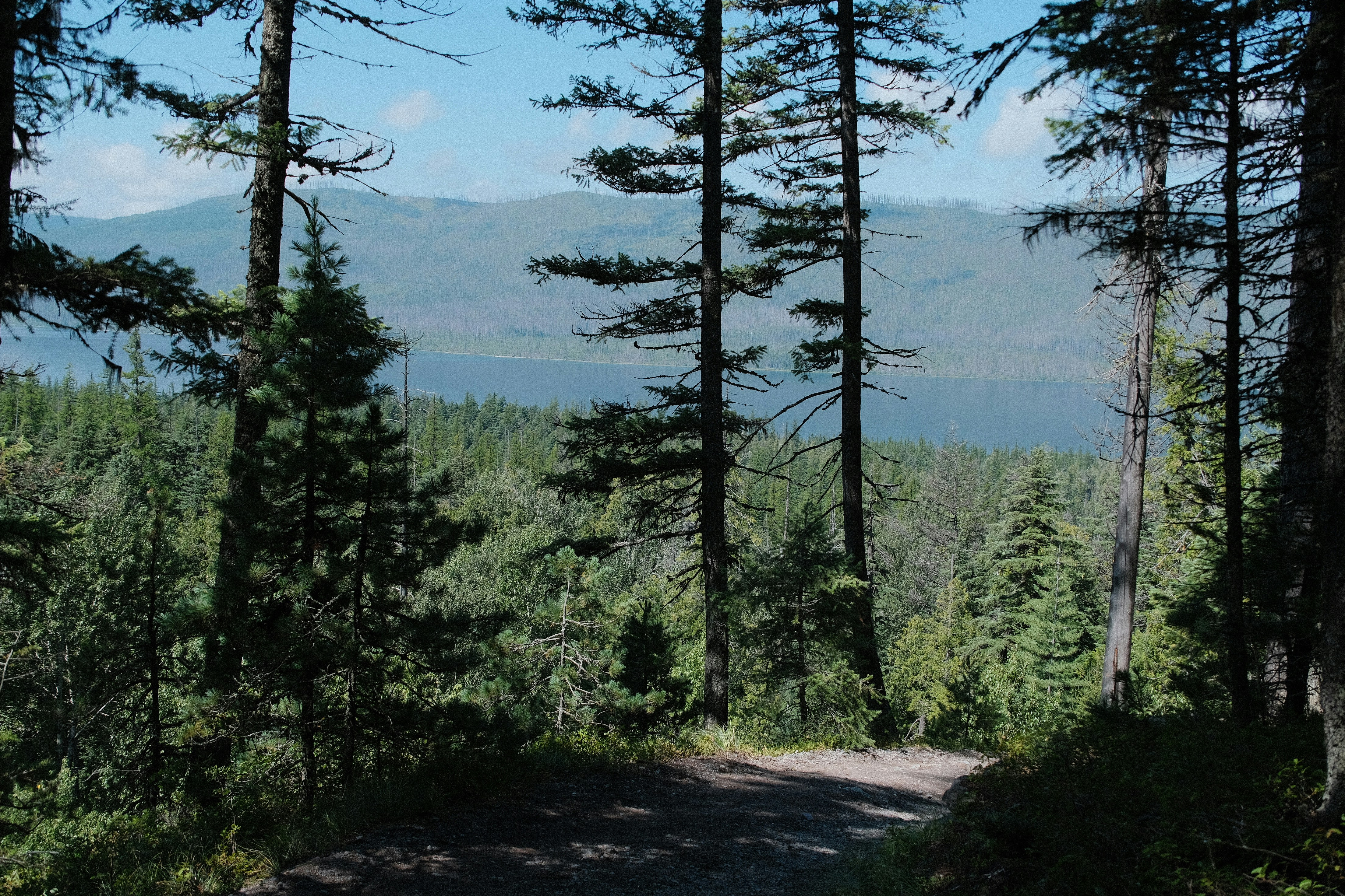 Forest path leading to a distant misty lake