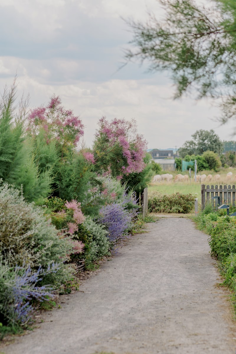 Gravel path through a landscaped garden