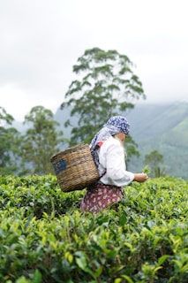 Woman harvesting tea leaves in a lush plantation