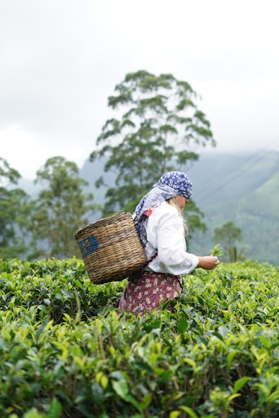 Woman harvesting tea leaves in a lush plantation