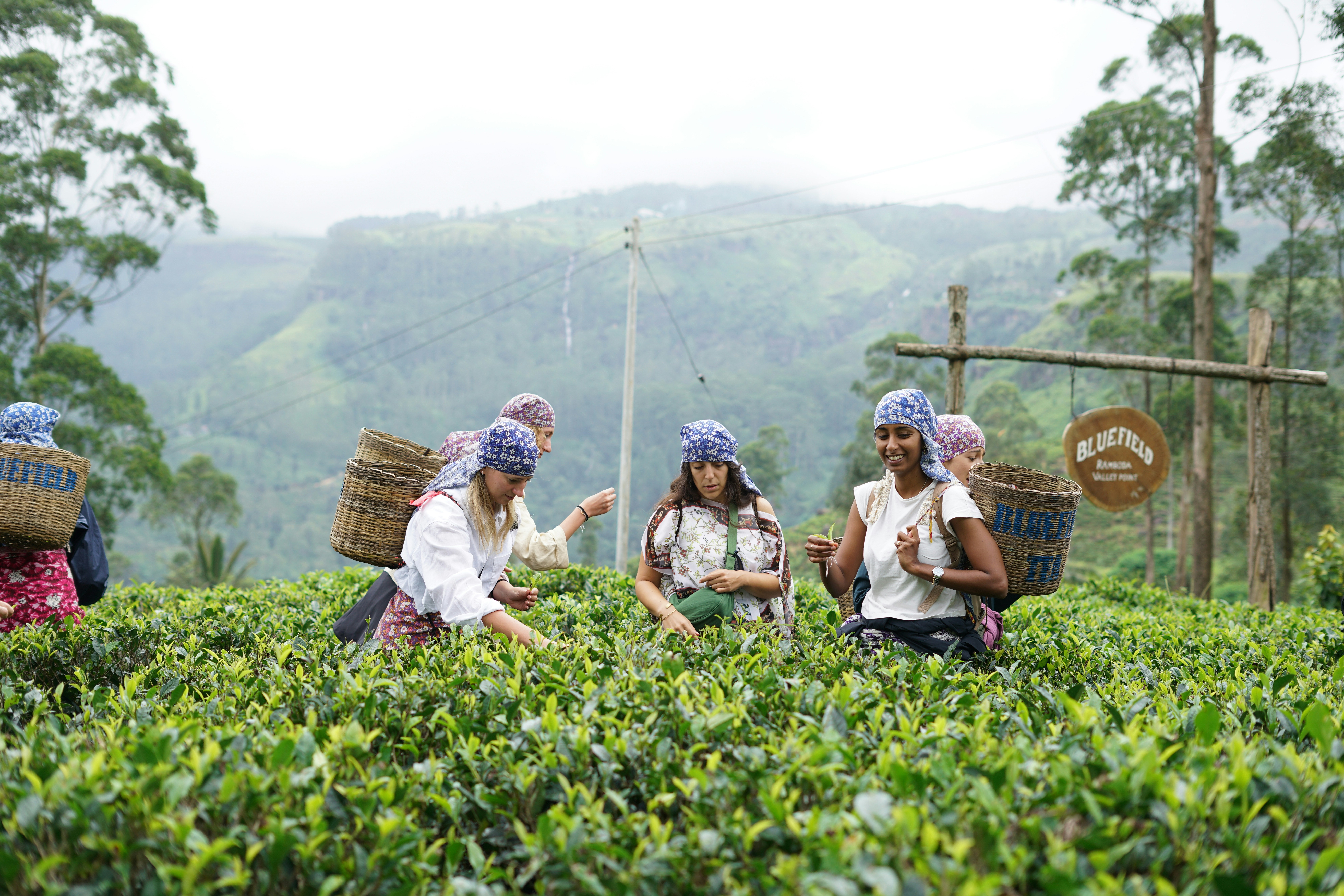 Tea plantations in Sri Lanka's hill country