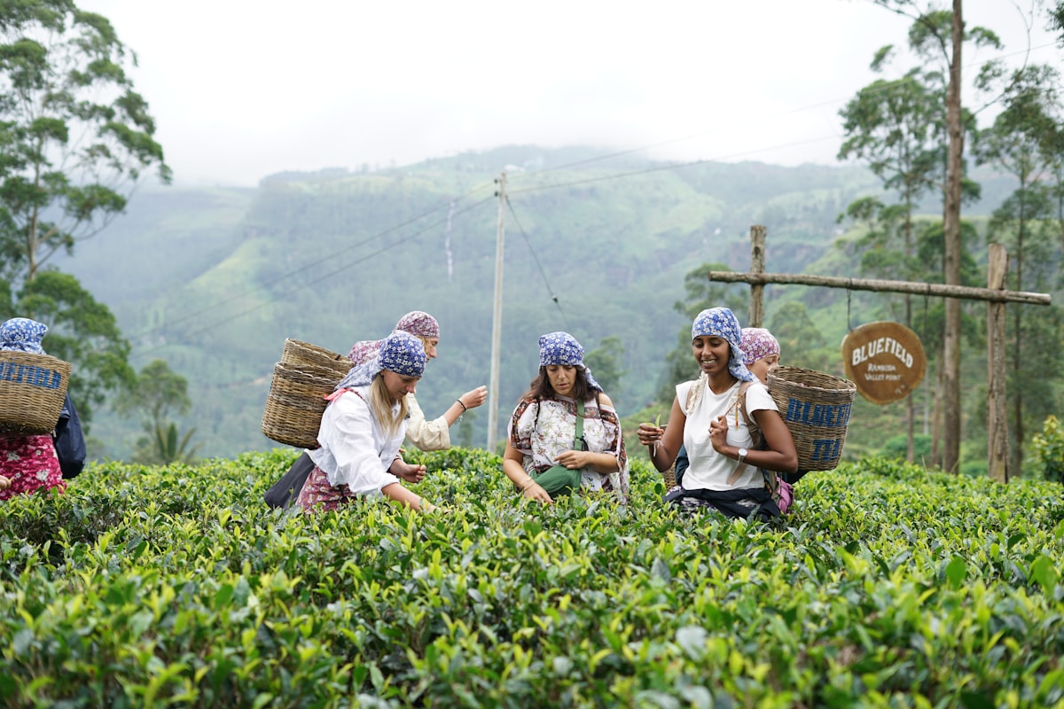 Sri Lanka Guide: Temples, Tea Trails and Beaches