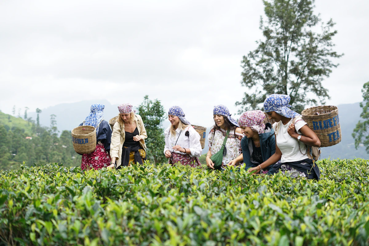 Tea workers picking leaves in a Sri Lankan tea estate