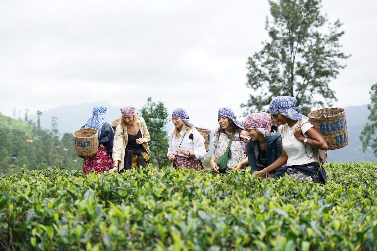 Tea plantation workers harvesting tea leaves in the lush green hills around Ella