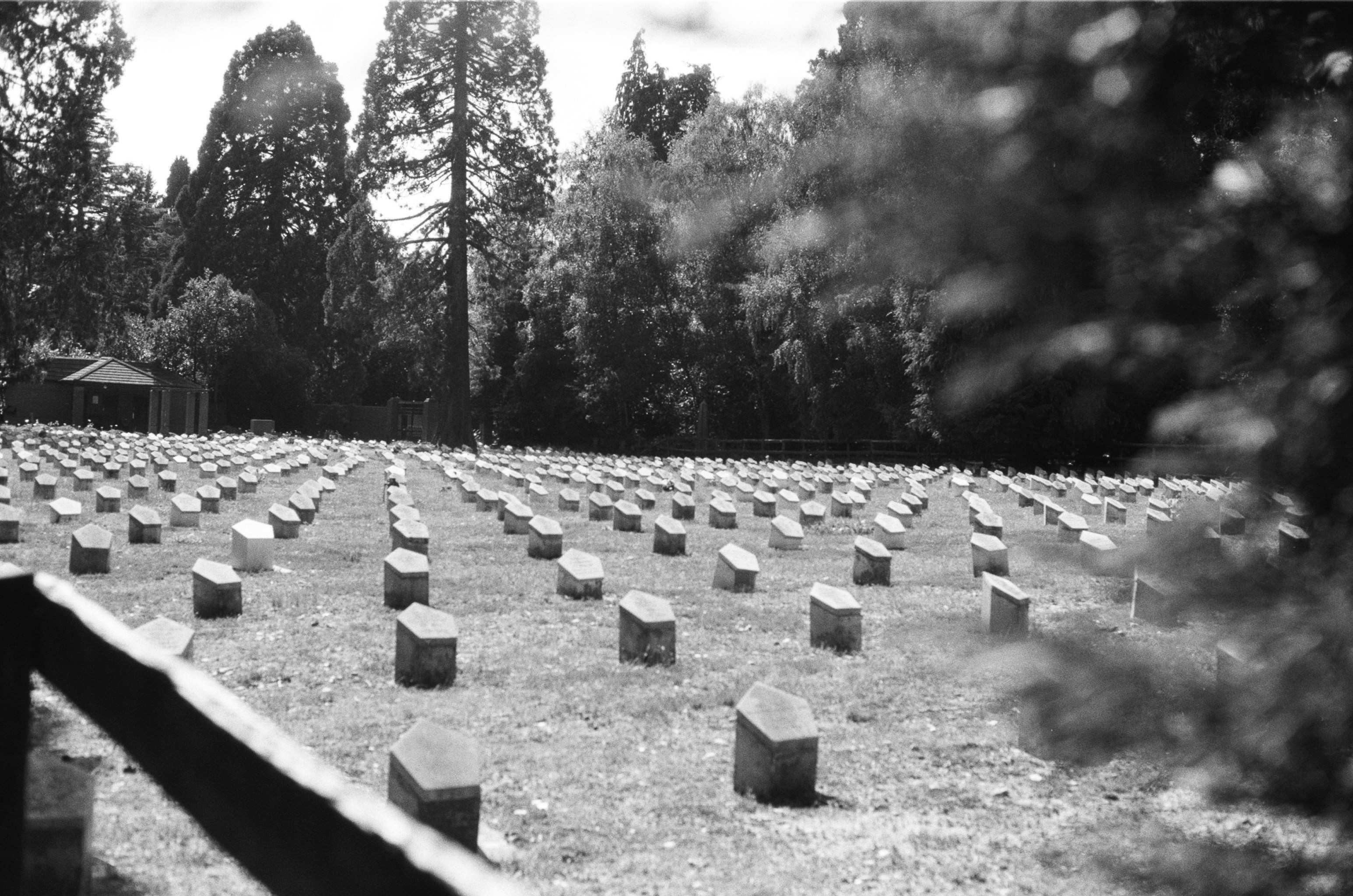 Rows of headstones in a grassy cemetery with trees