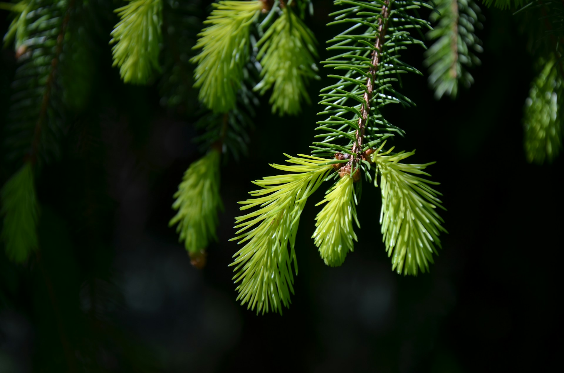 Close-up of new pine tree growth in spring