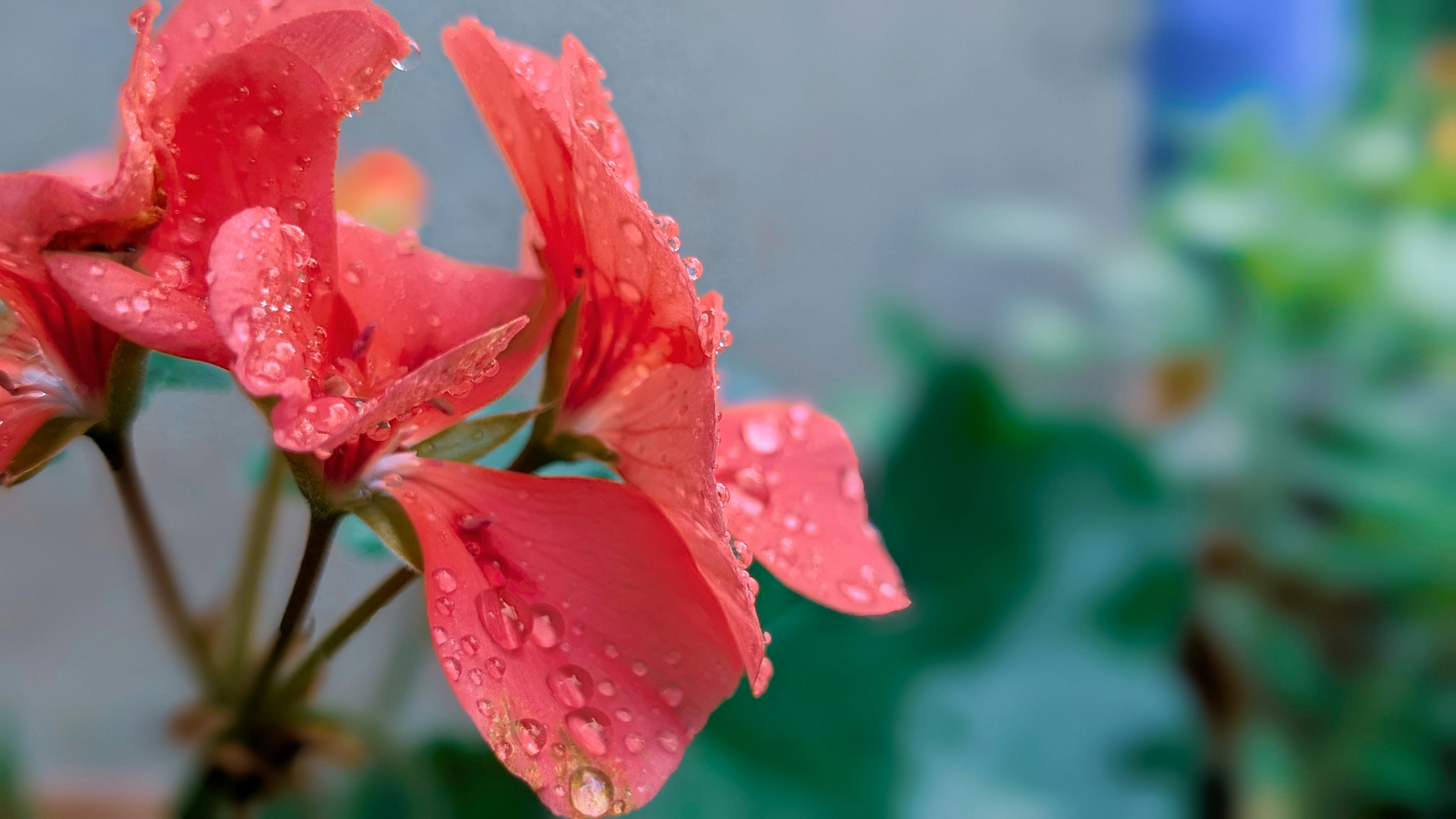 Photo by photogitthi