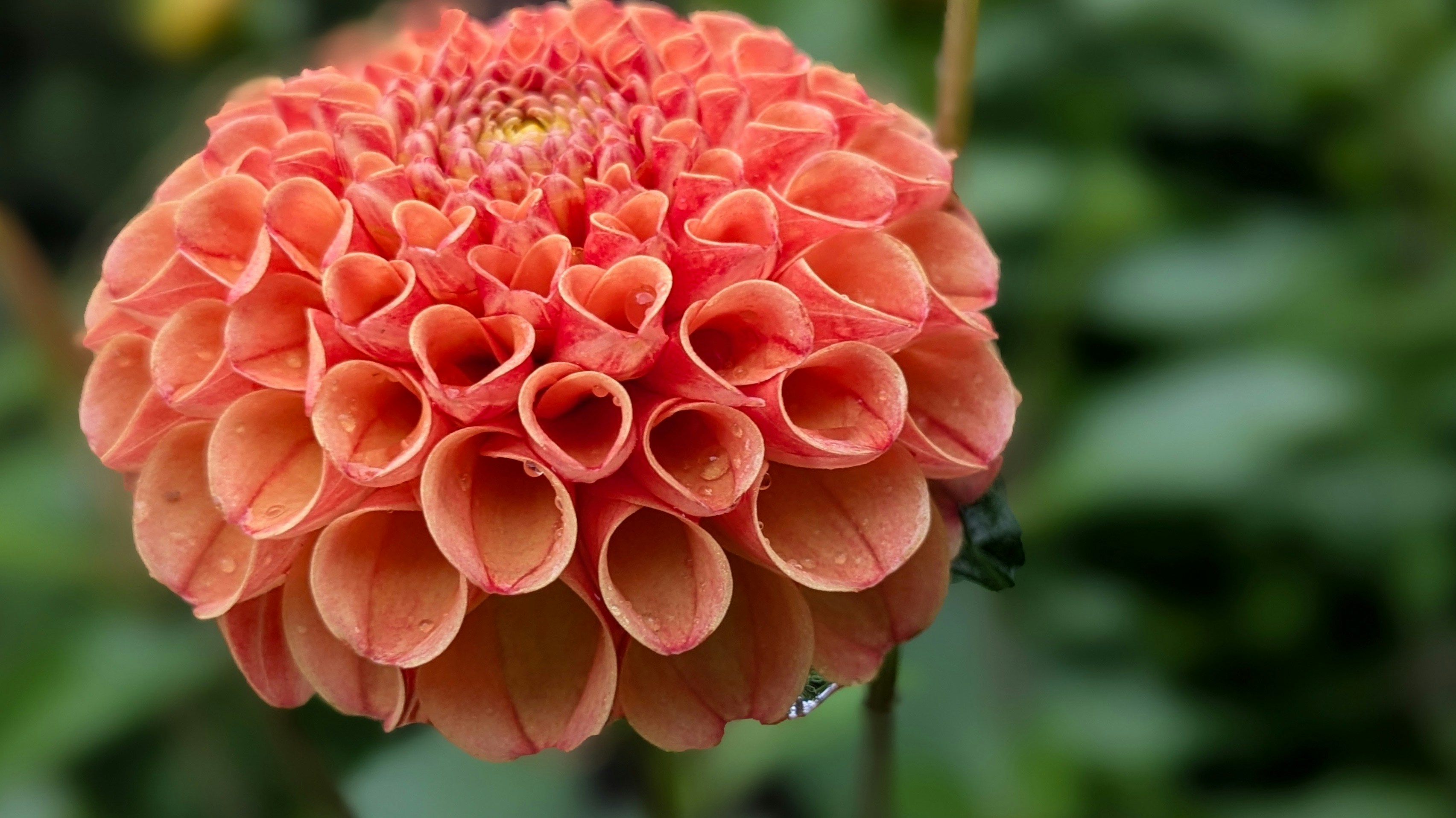 Photo by photogitthi