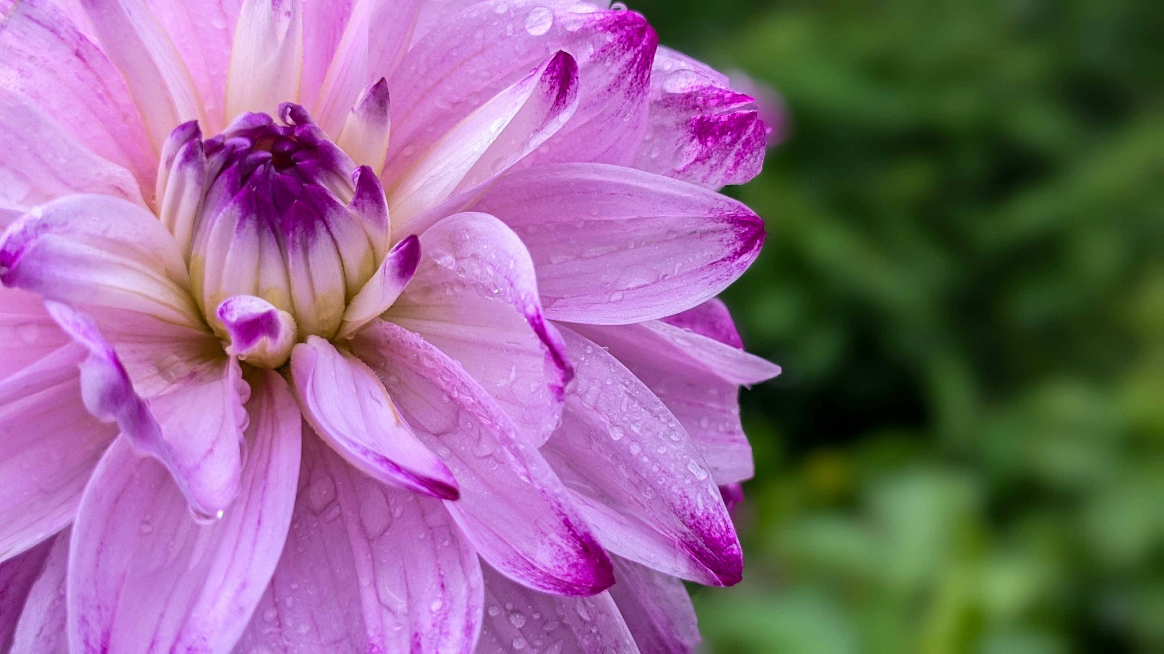 Photo by photogitthi