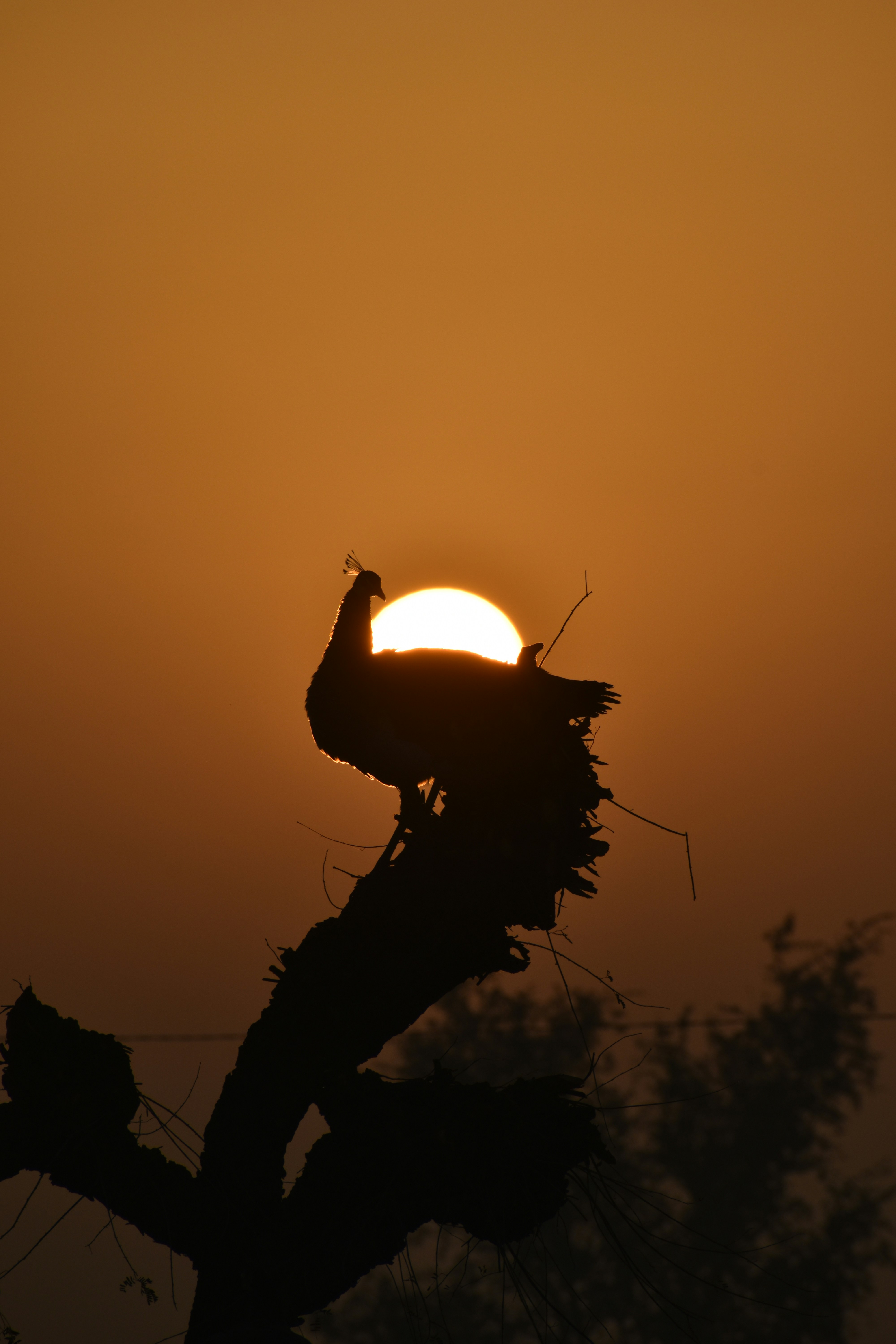 Photo by navalrathore_10