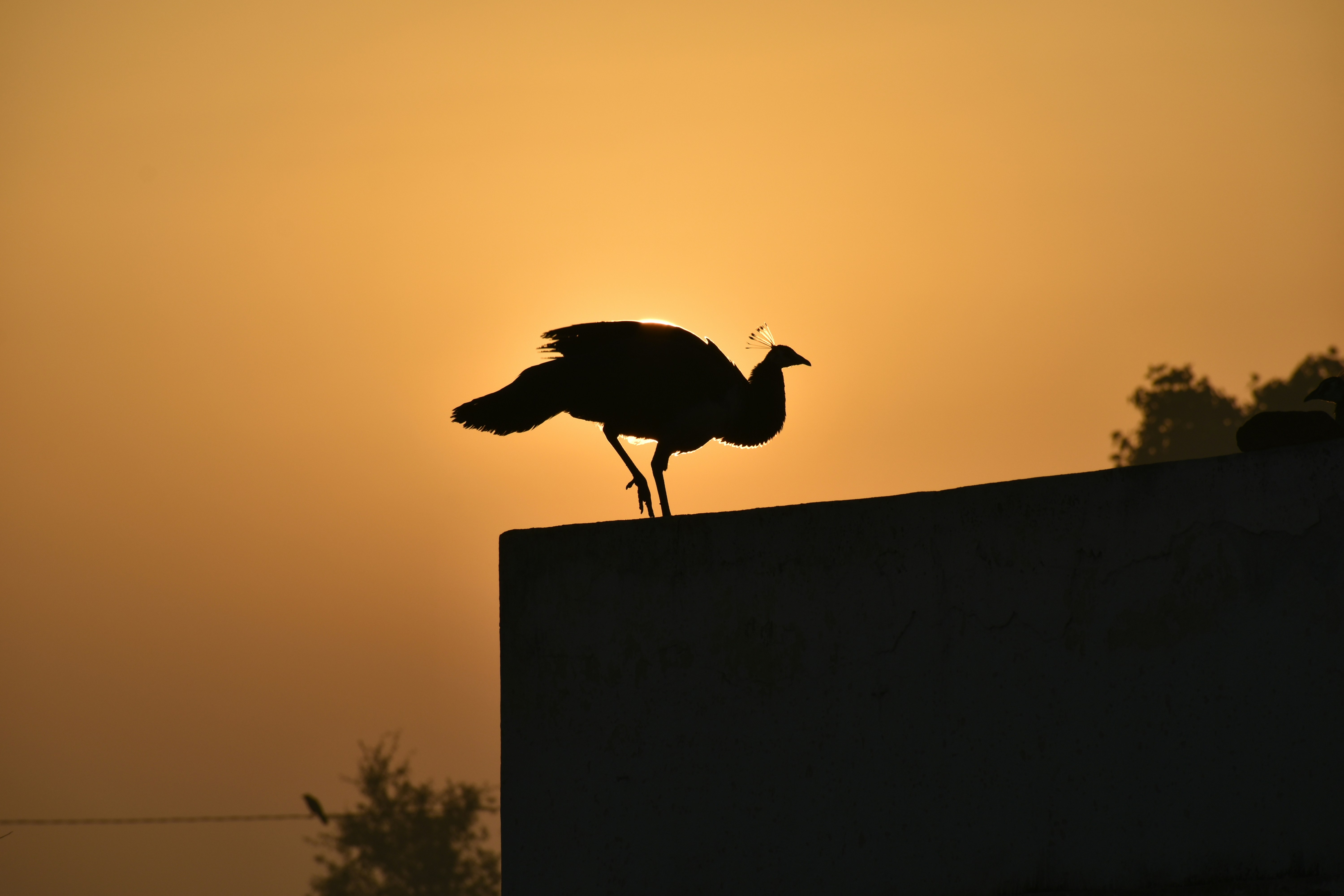 Photo by navalrathore_10