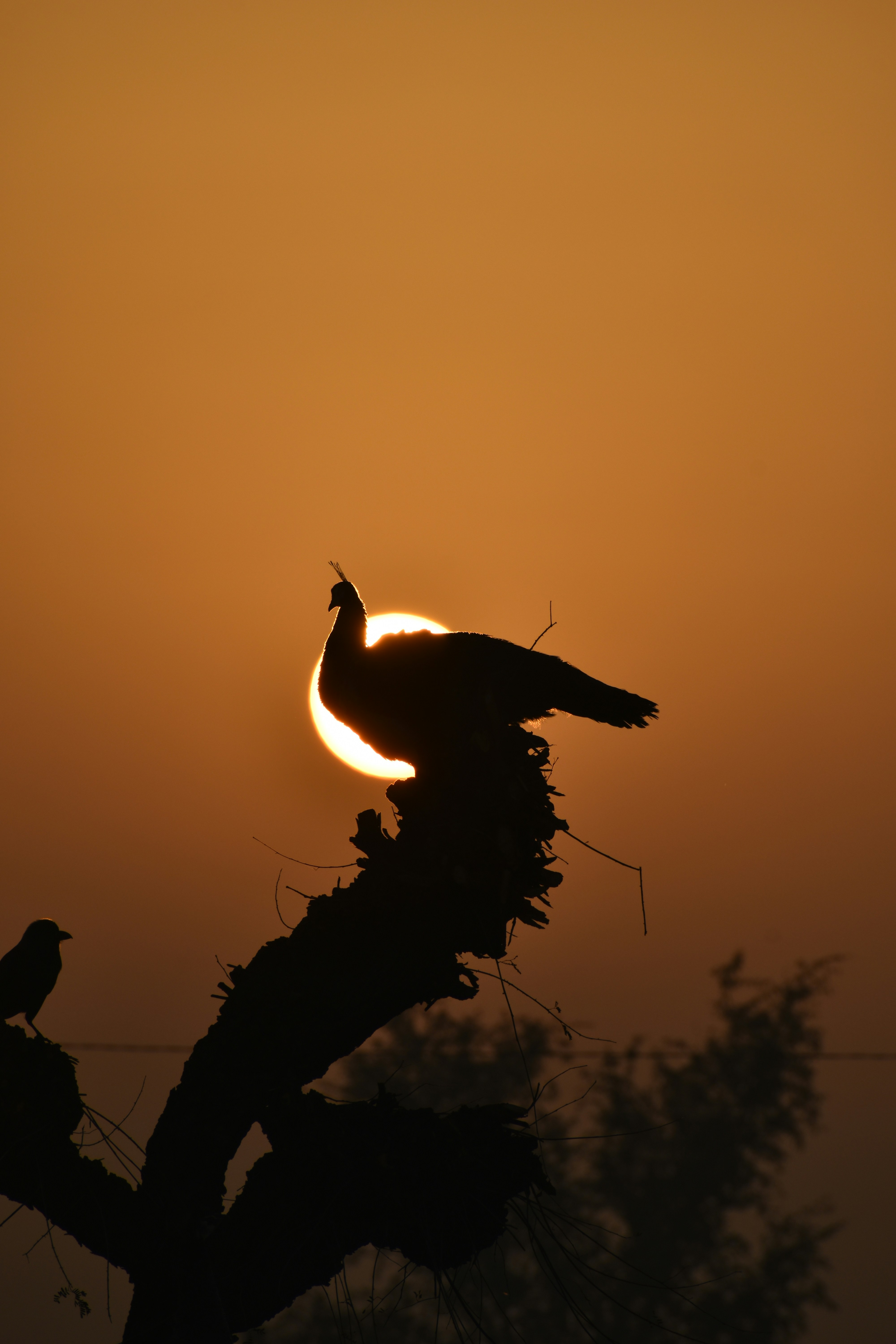 Photo by navalrathore_10